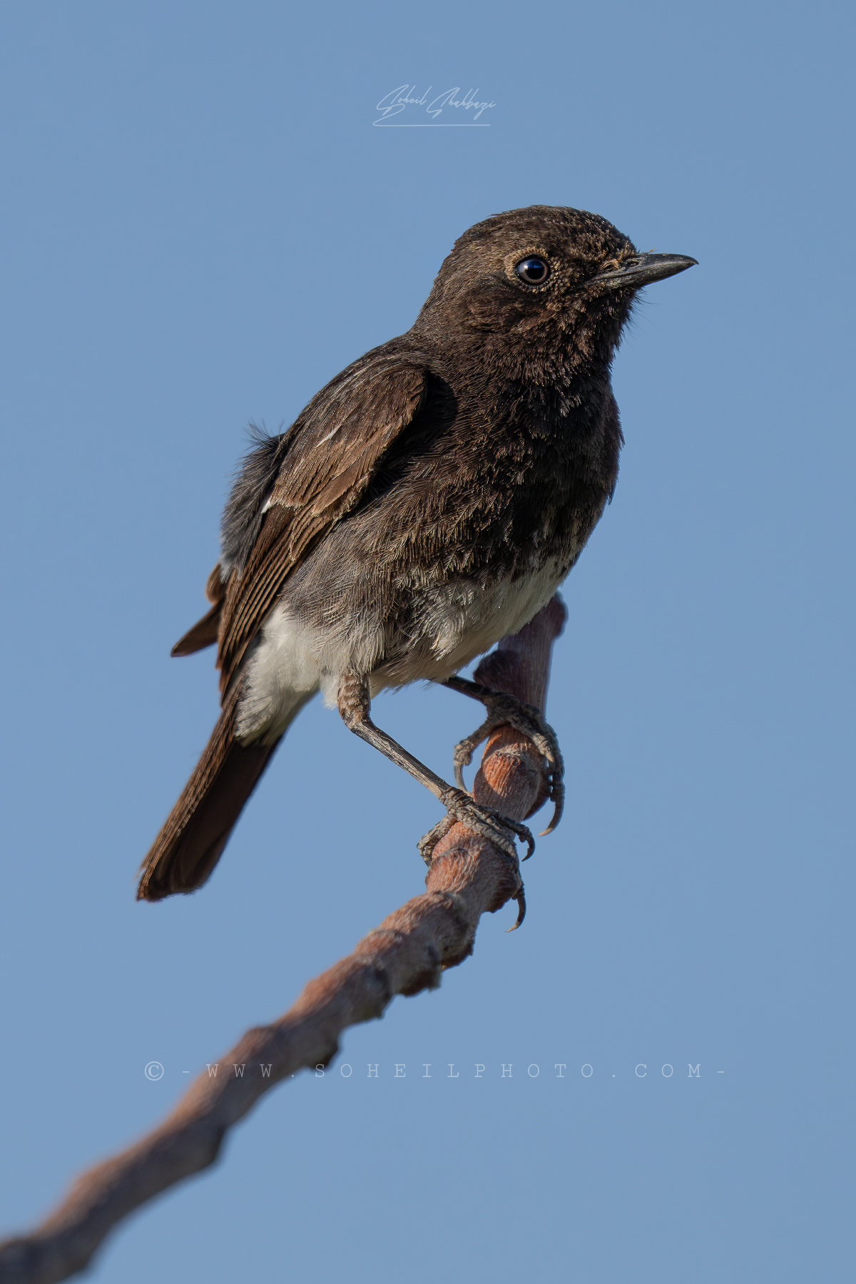 Chiacchiere selvatiche