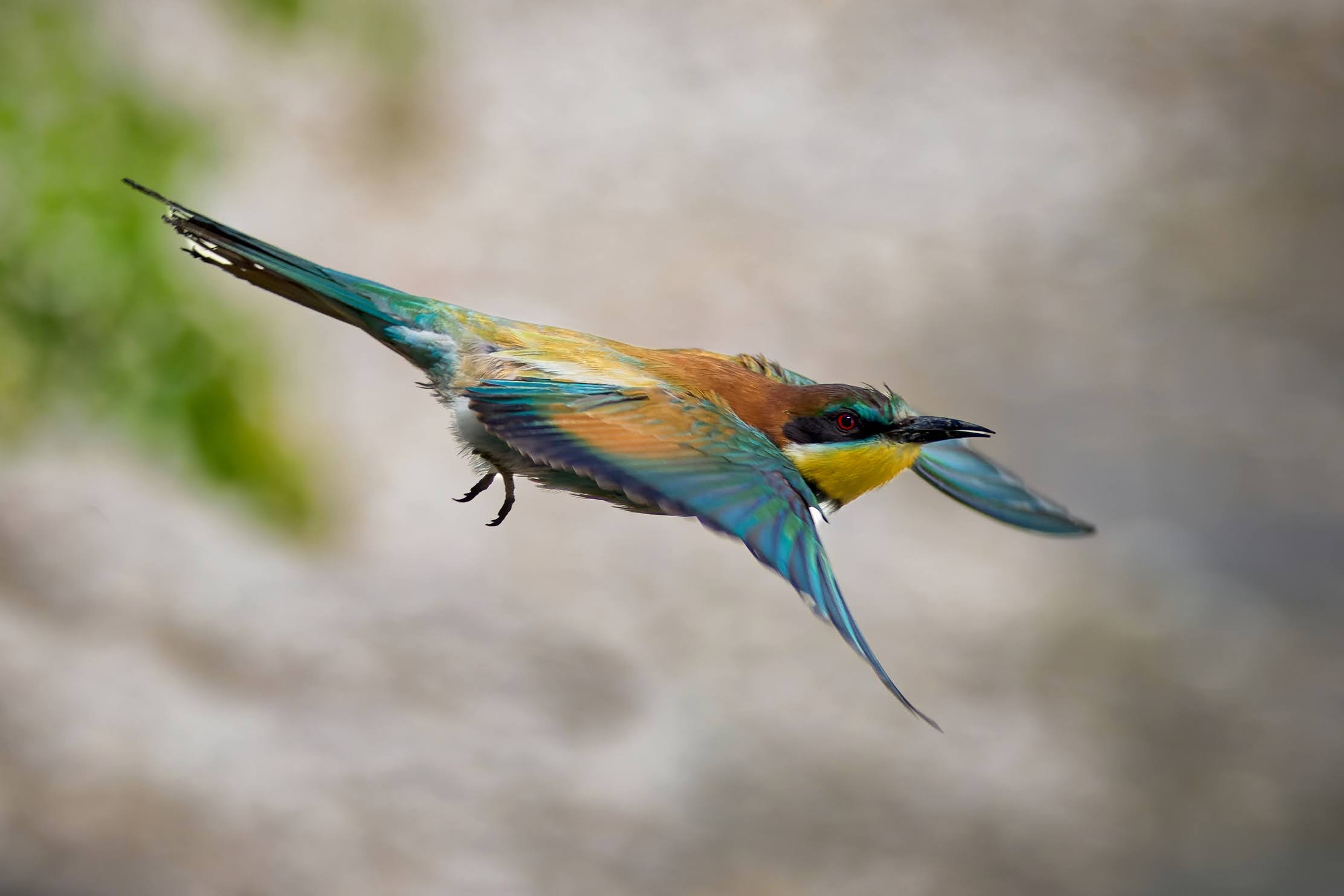 Bee-eater