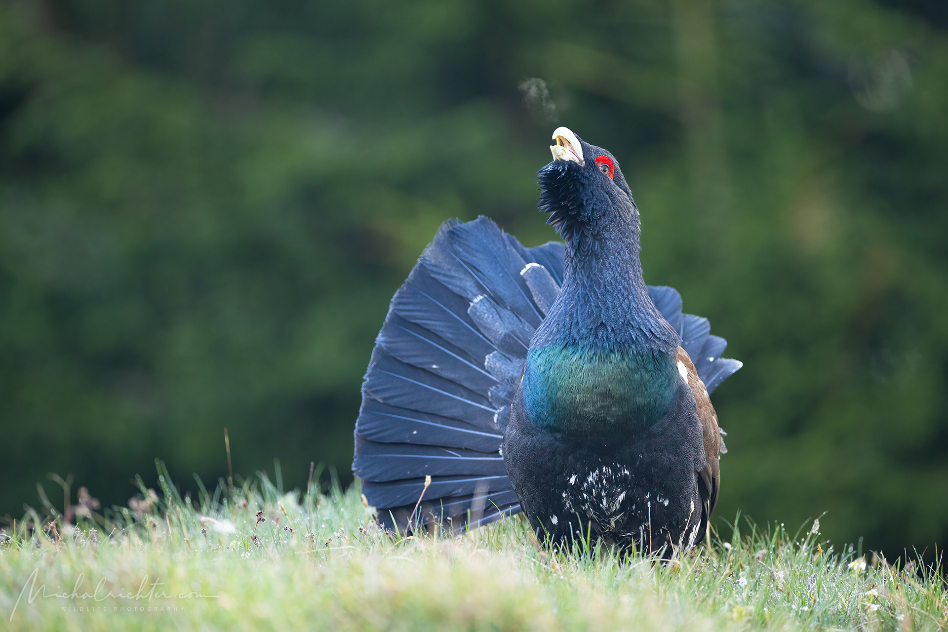 Tetrao urogallus (gallo cedrone)