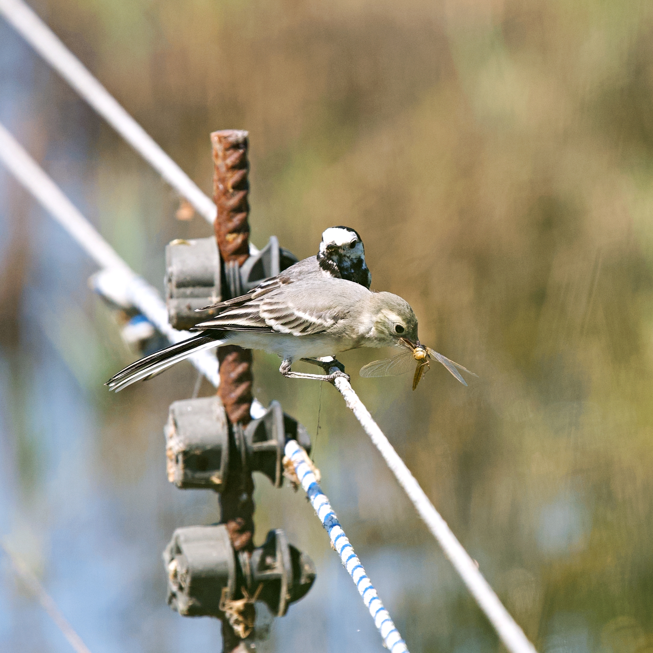 Ballerina "Imbeccata"