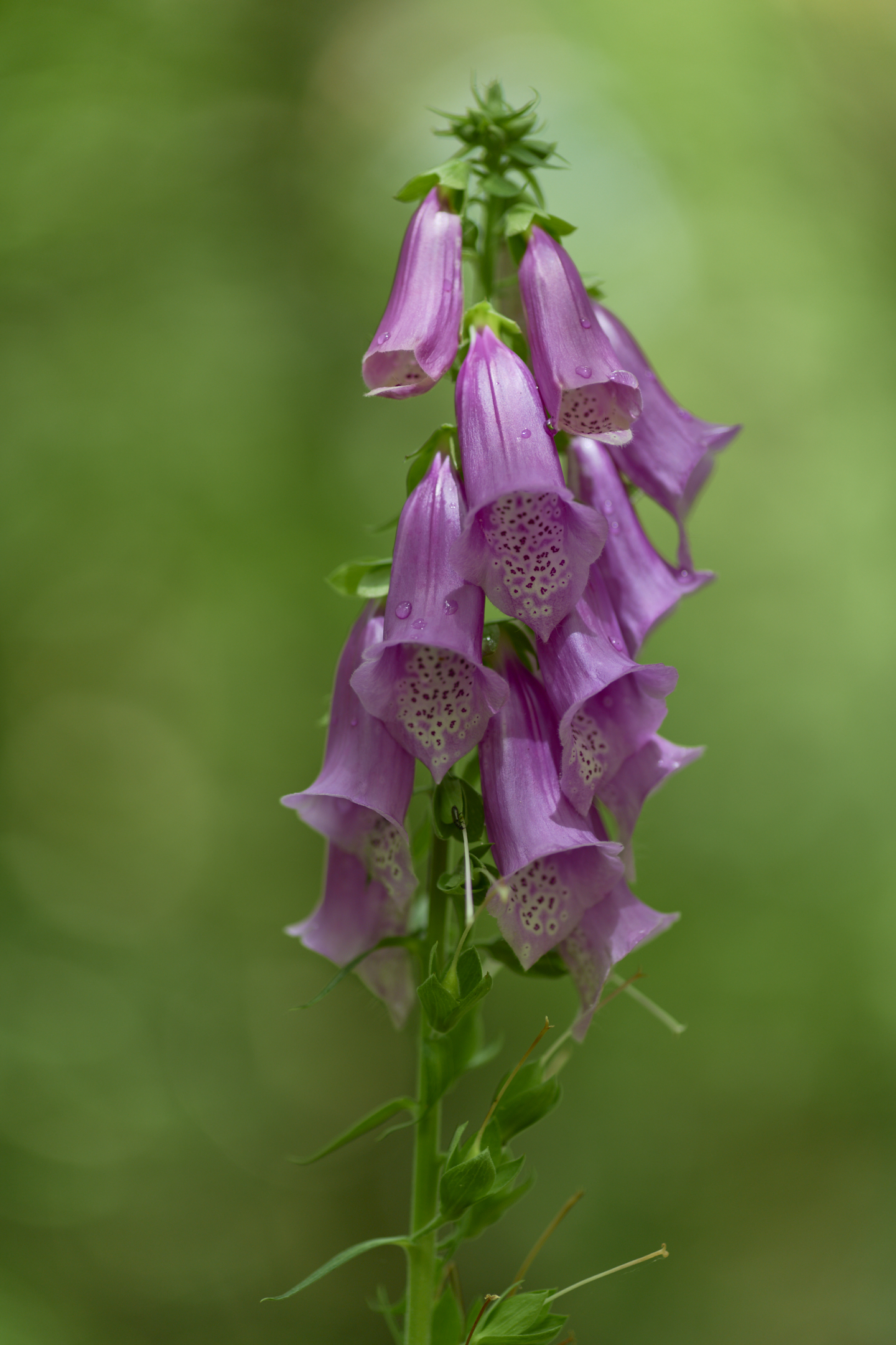 Purpurea di Digitalis
