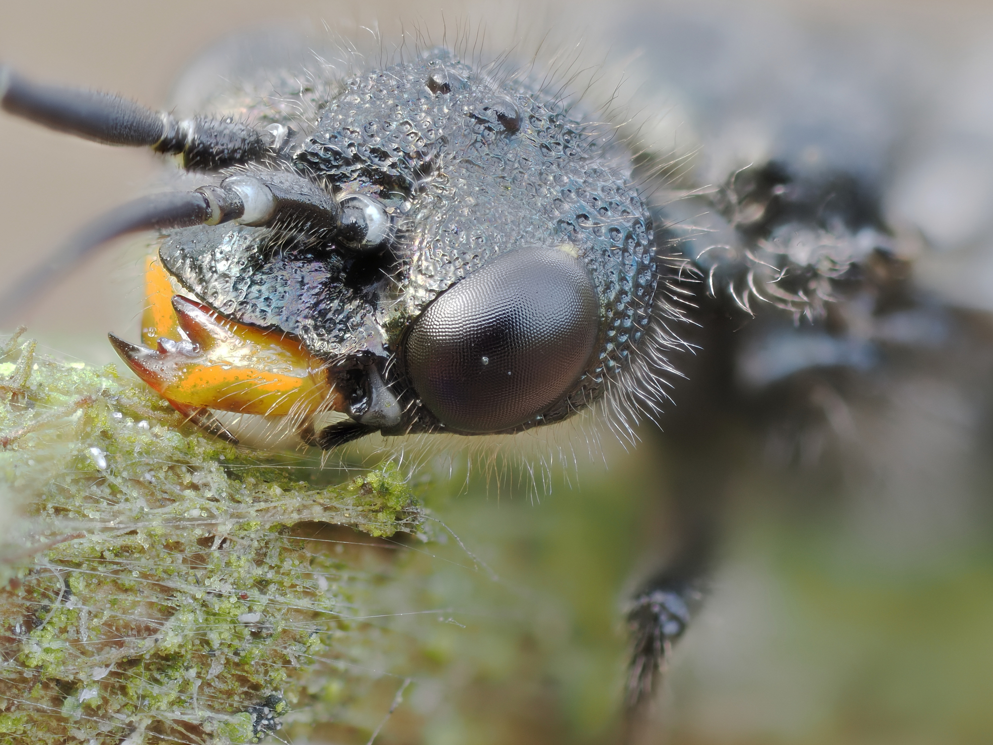 Acantholyda flaviceps2