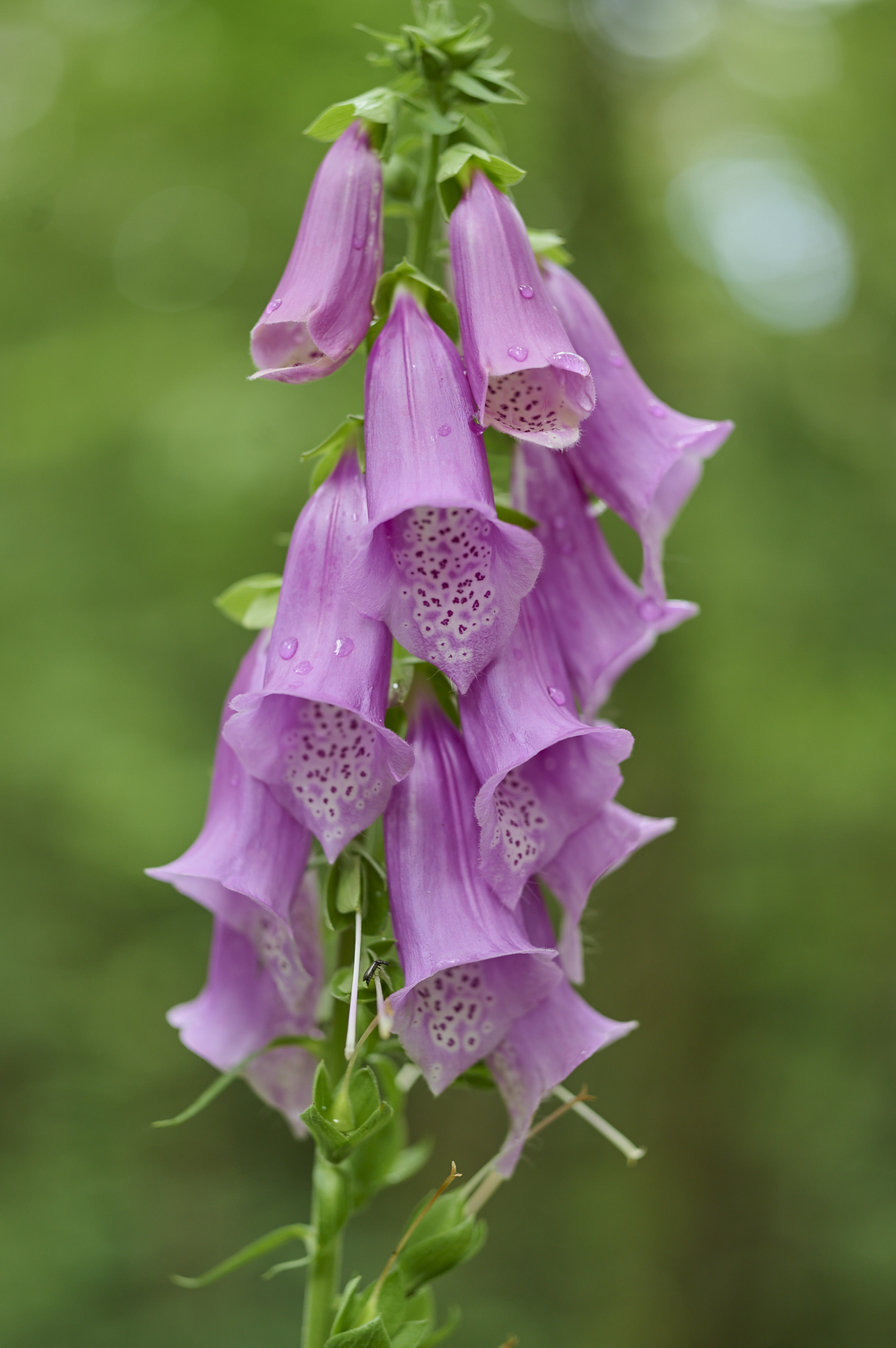 Purpurea di Digitalis