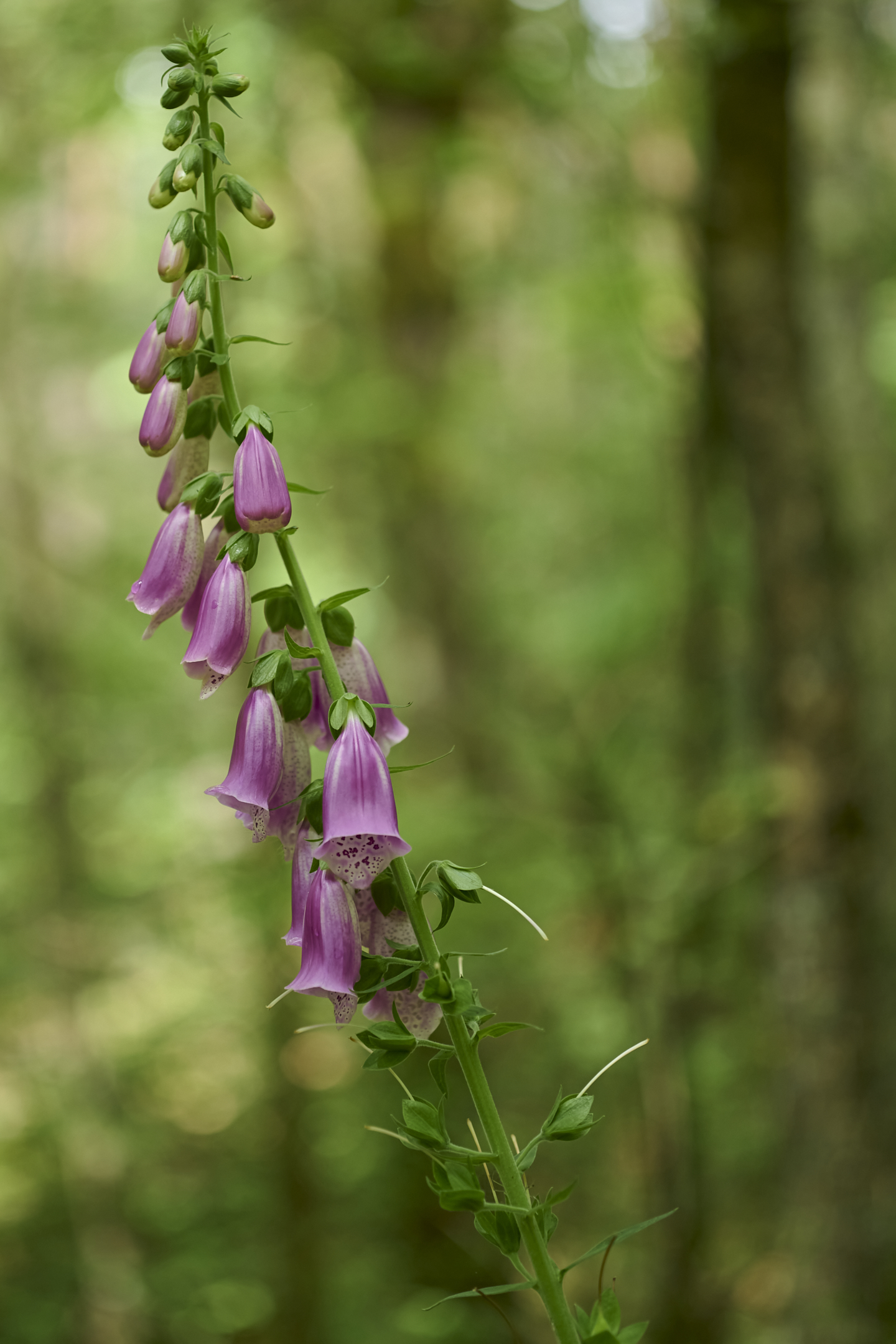 Purpurea di Digitalis