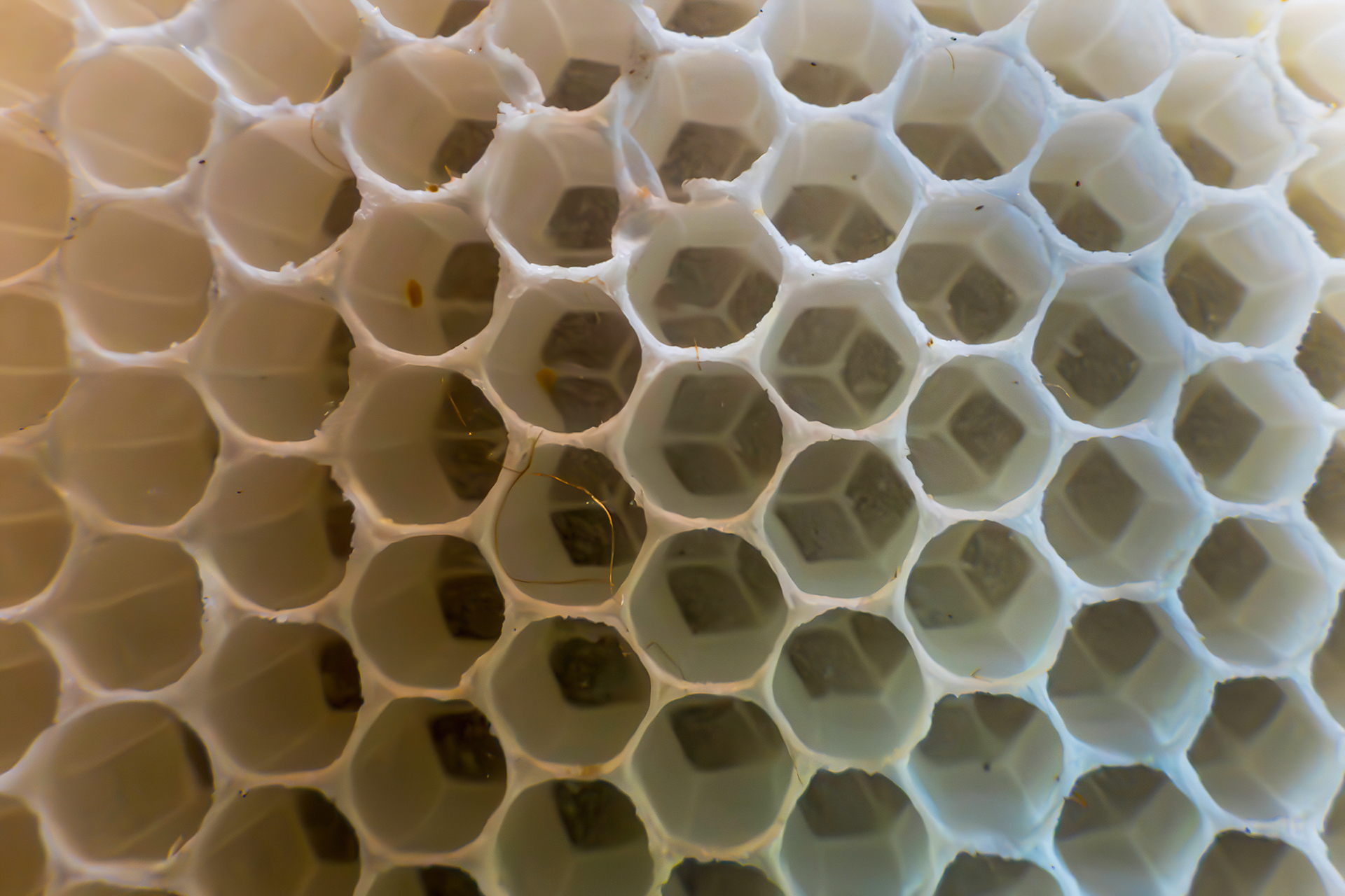 Homemade beeswax (literally)