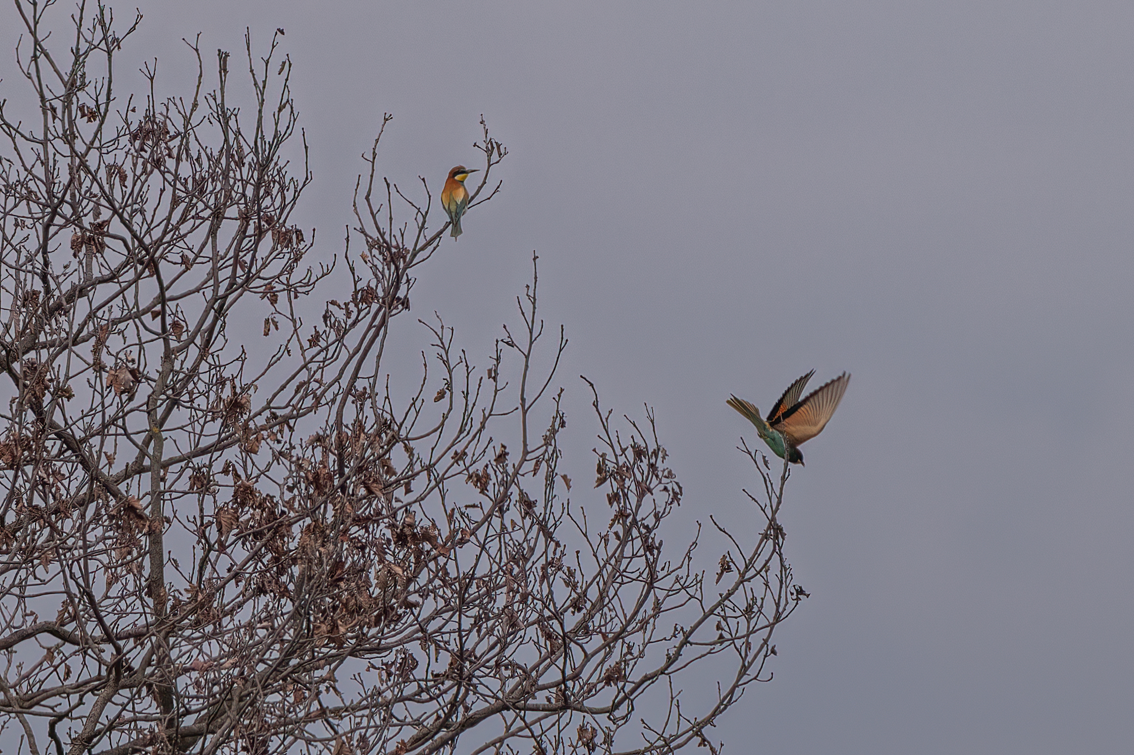 Bee-eater