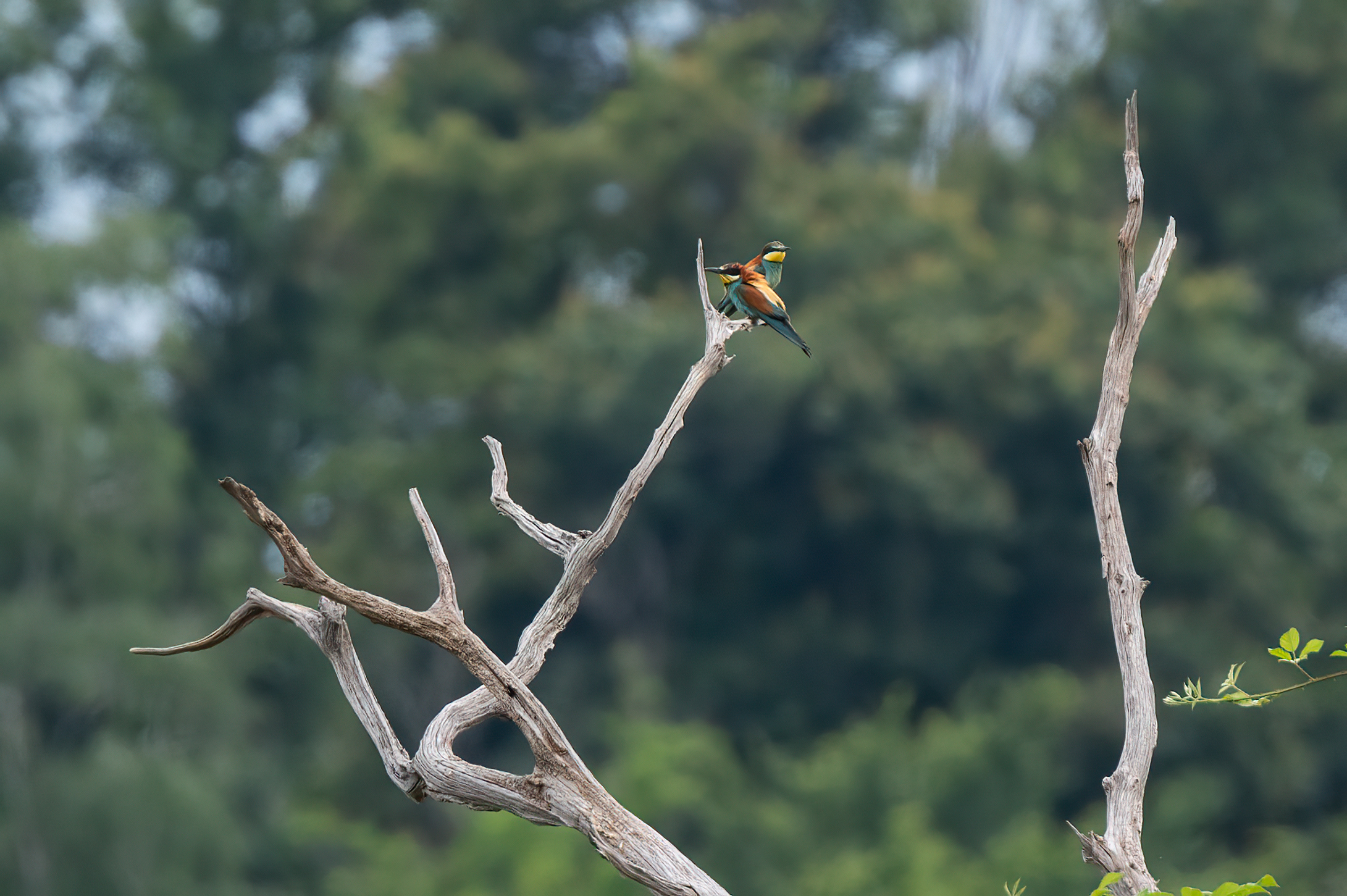 Bee-eater