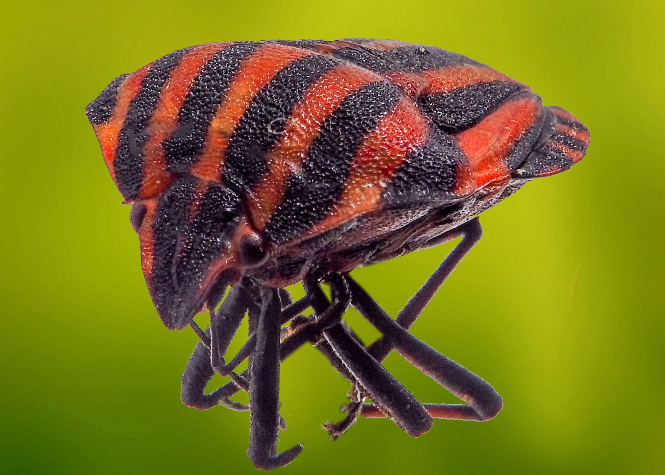 Graohosoma italicum-macro