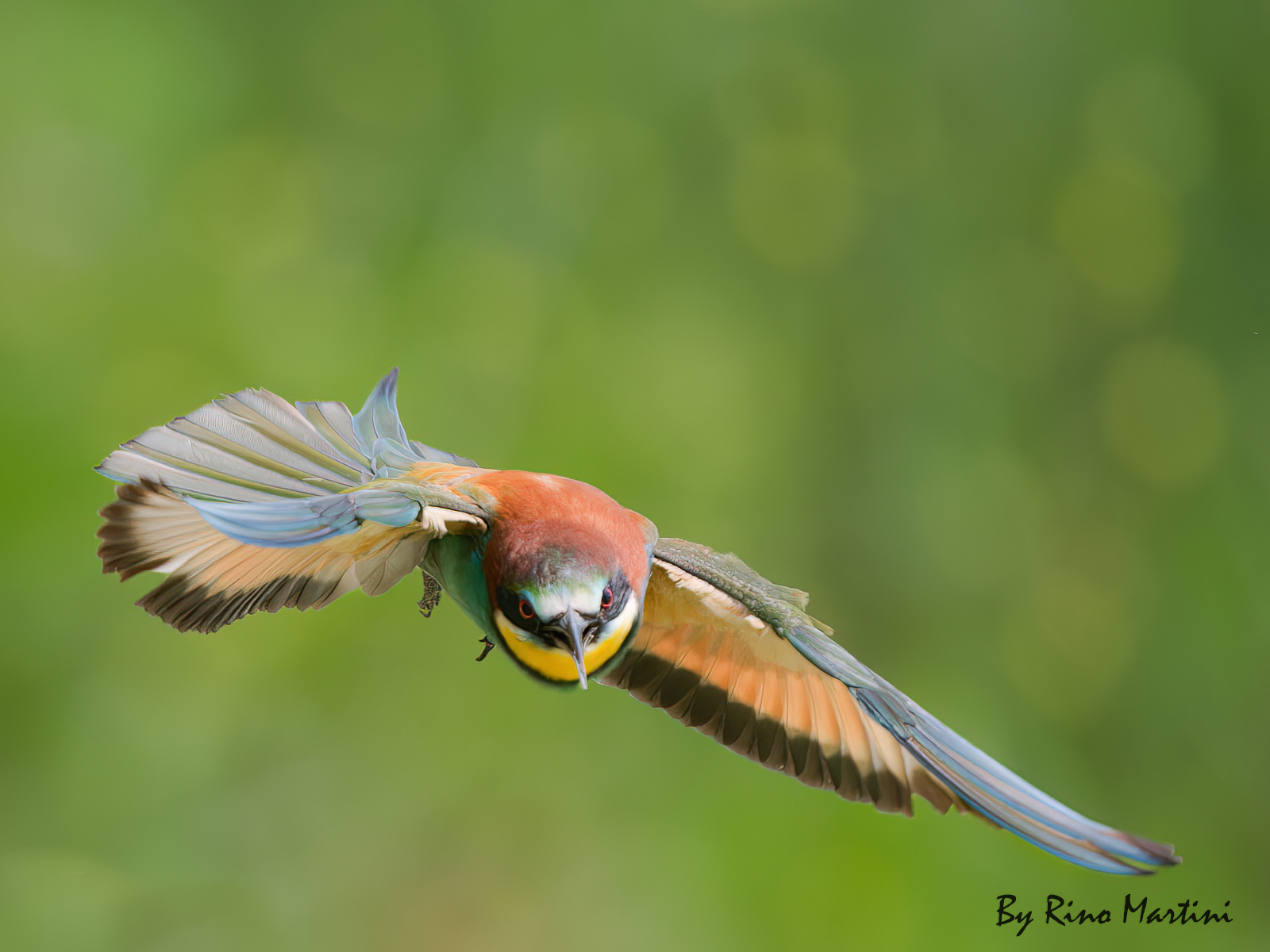 Bee-eater in flight