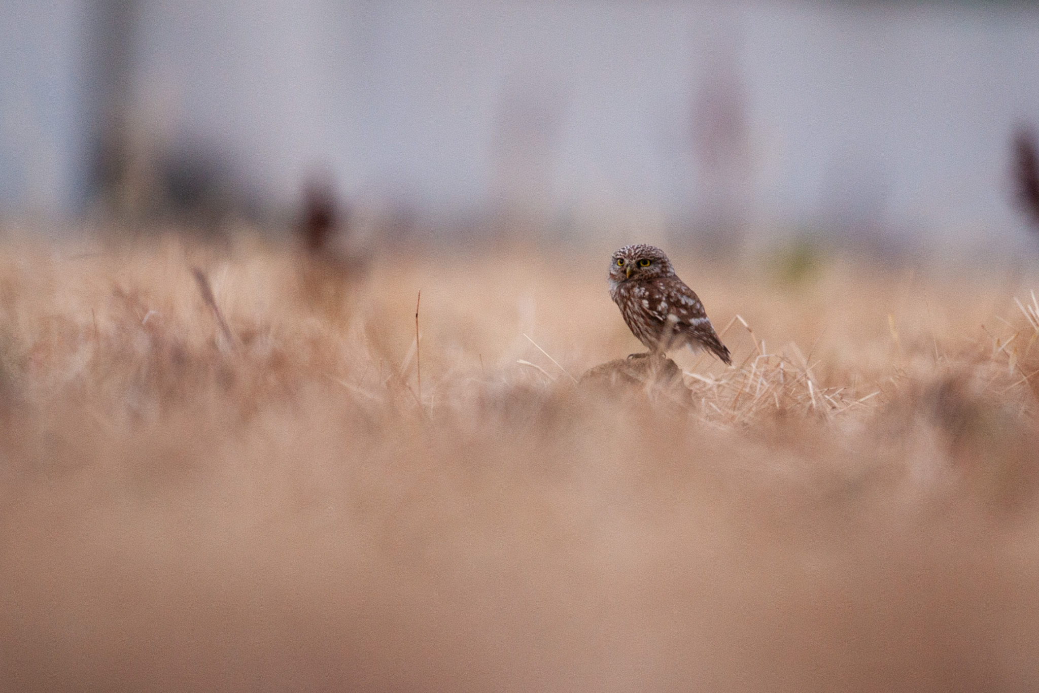 Owl at sunset