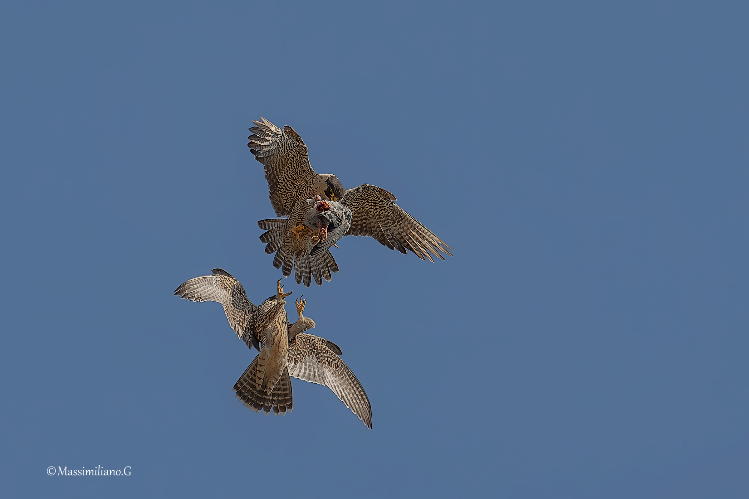 Peregrine Falcons