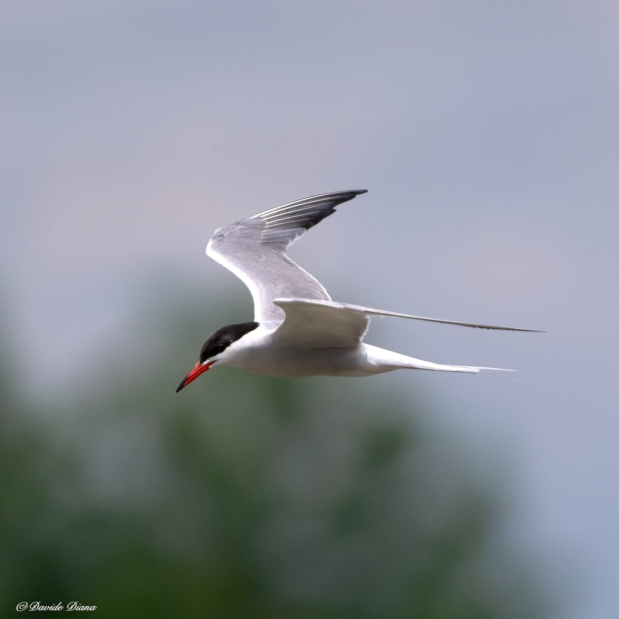 Tern