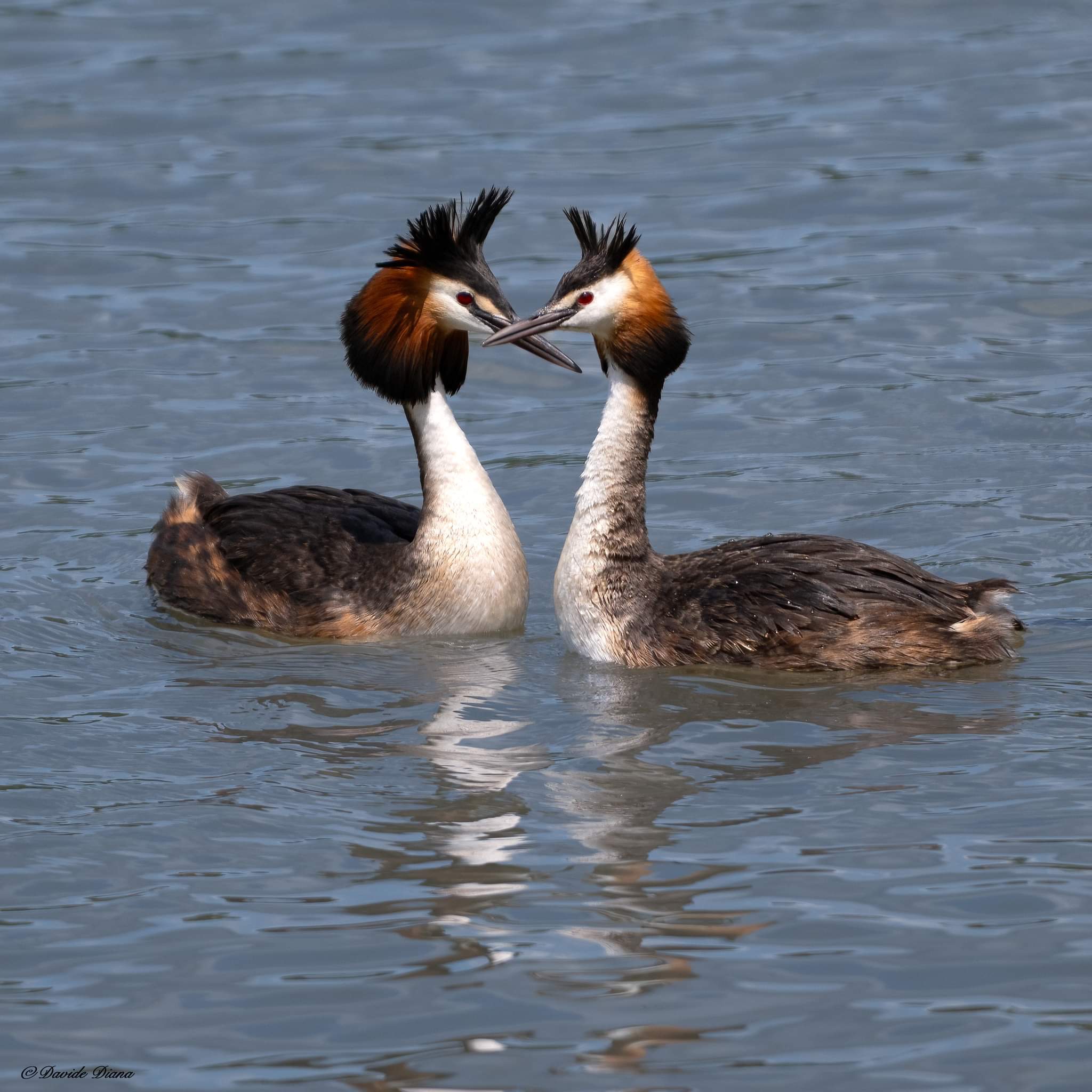 Grebes in love