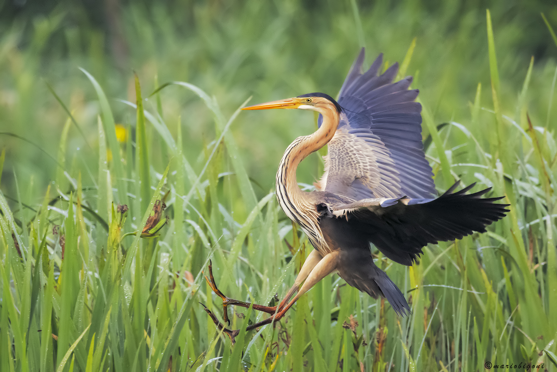 Purple heron
