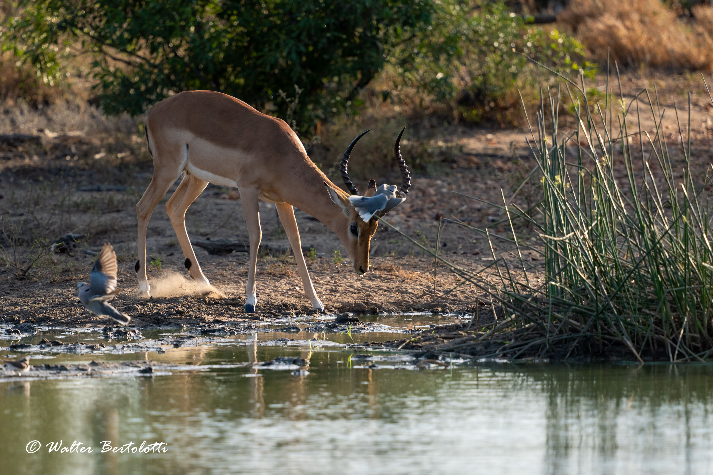 basta un battito d'ali per,,,