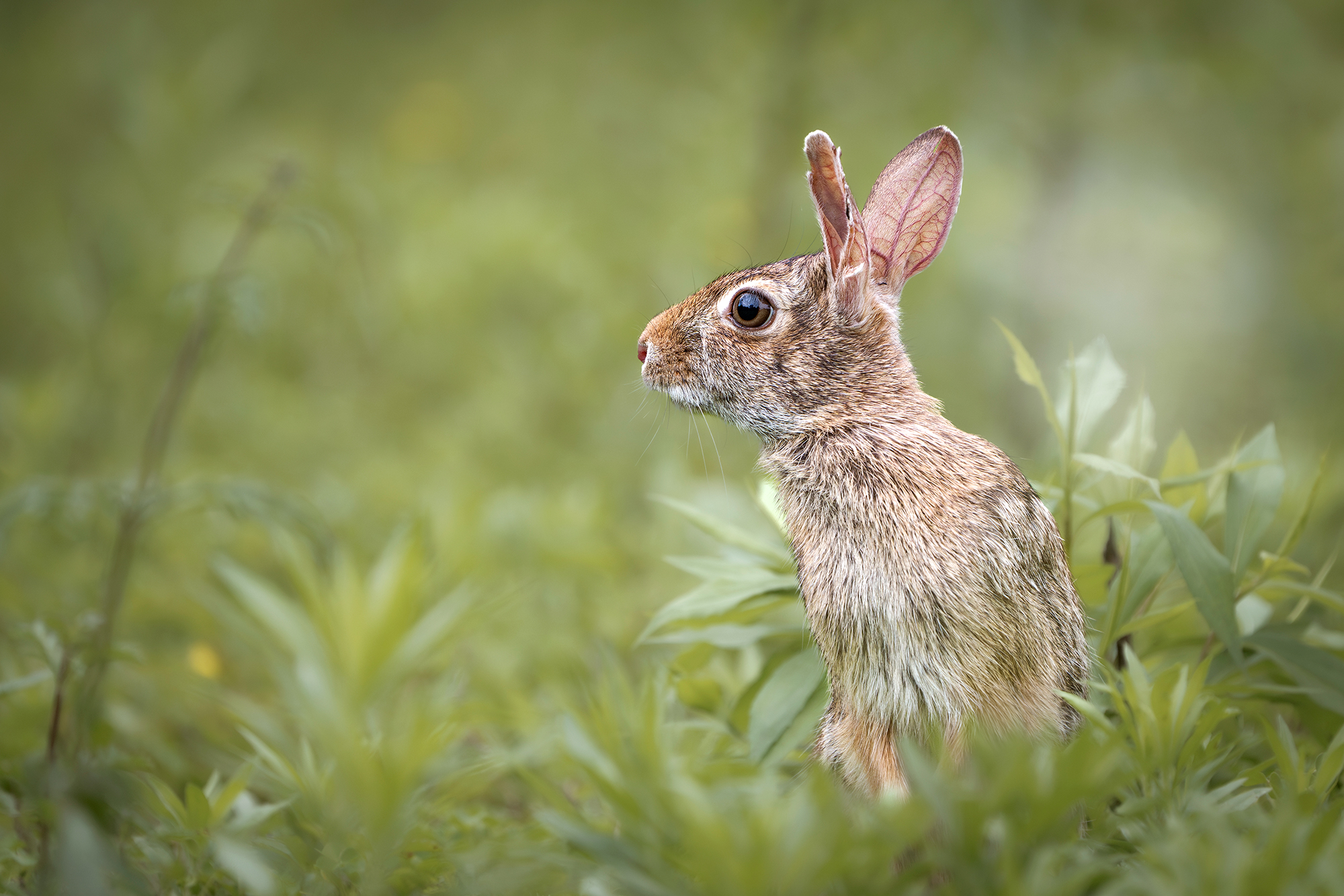 Leveret