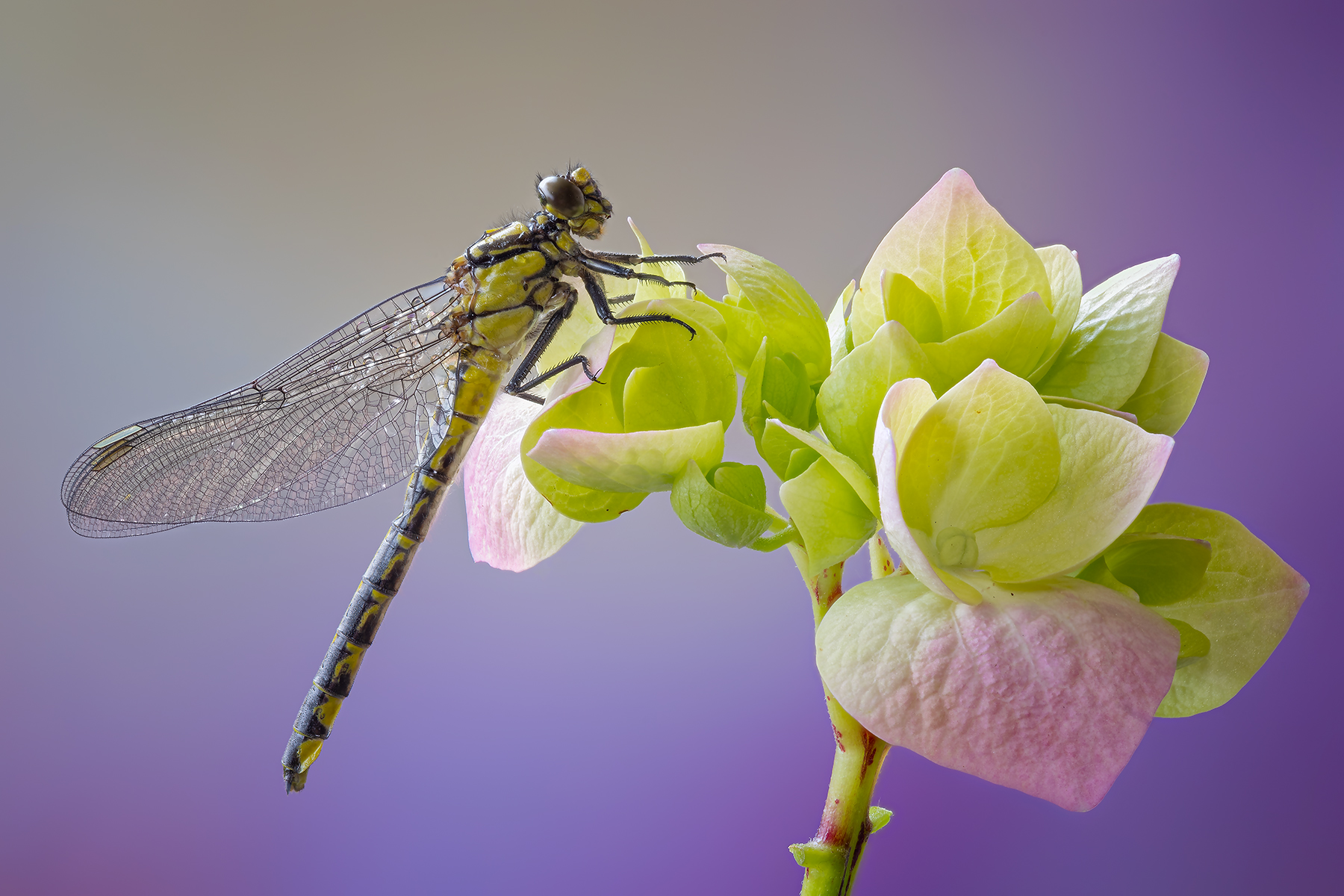 La libe e l'ortensia