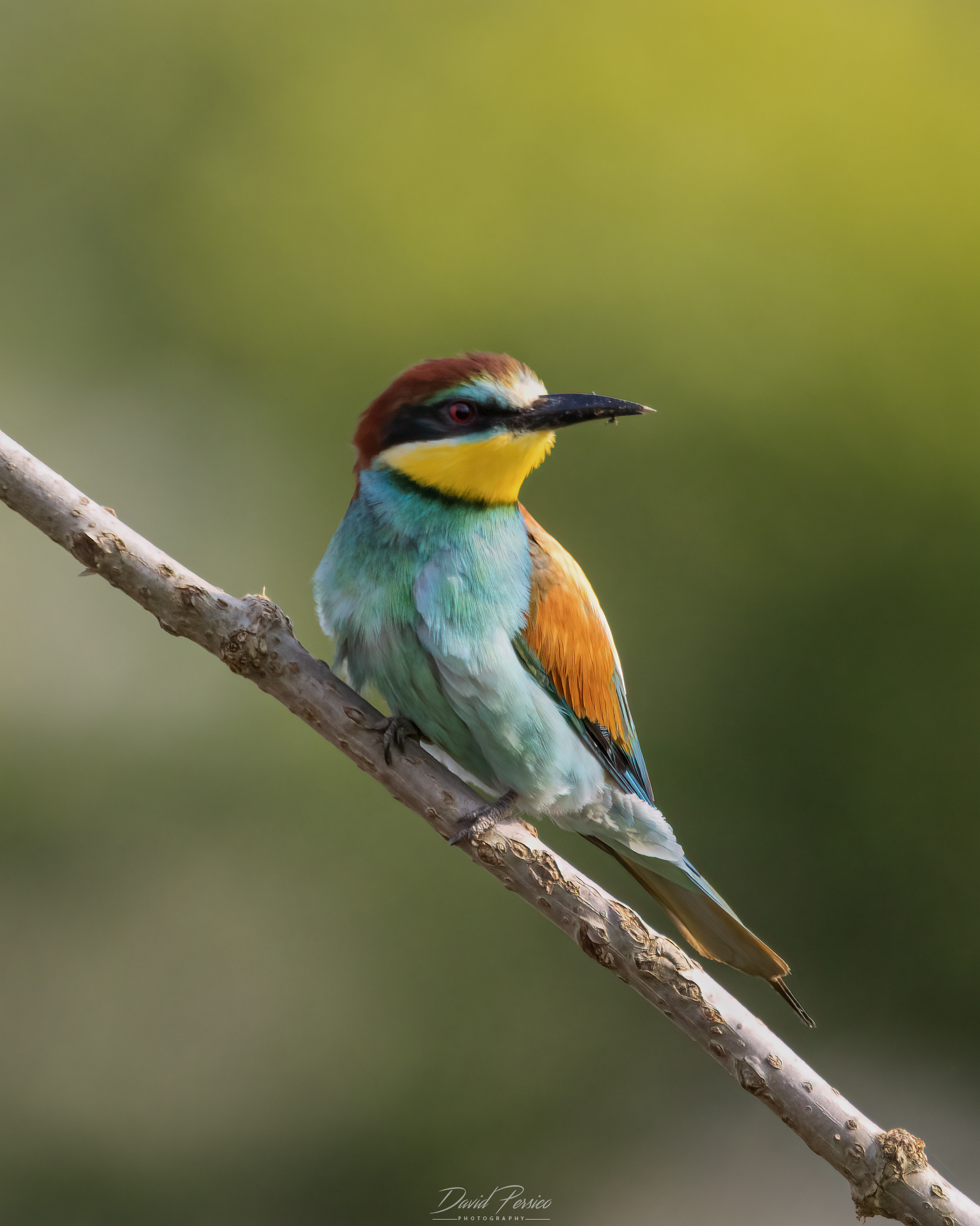 Bee-eater