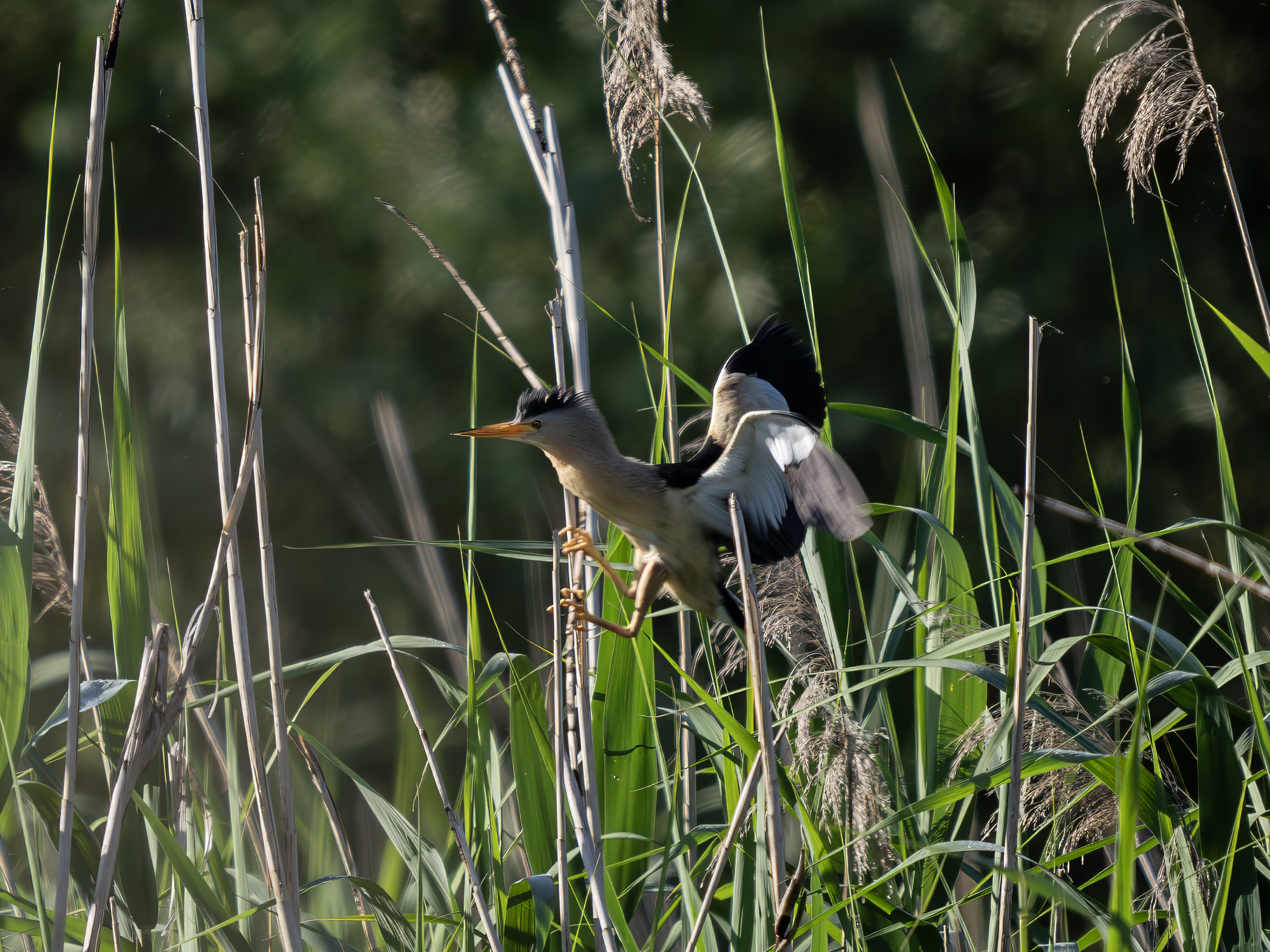 Little bittern