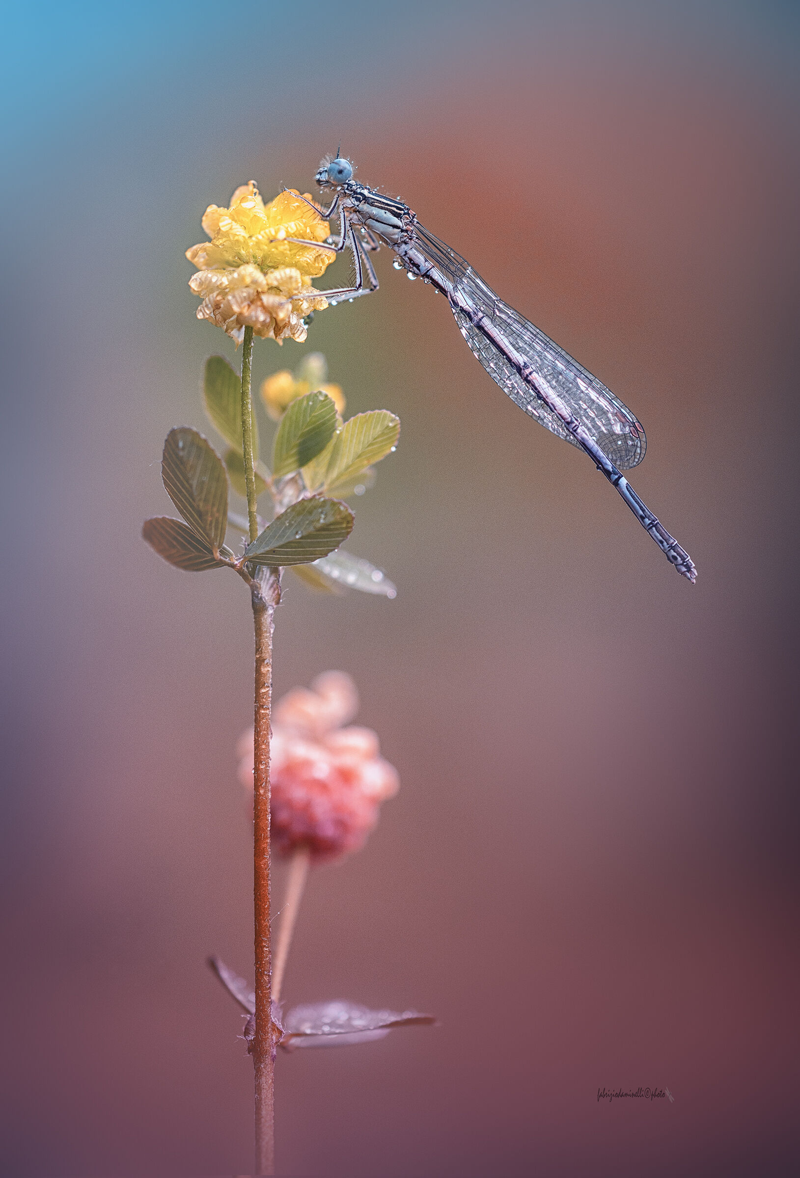 Platycnemis pennipes