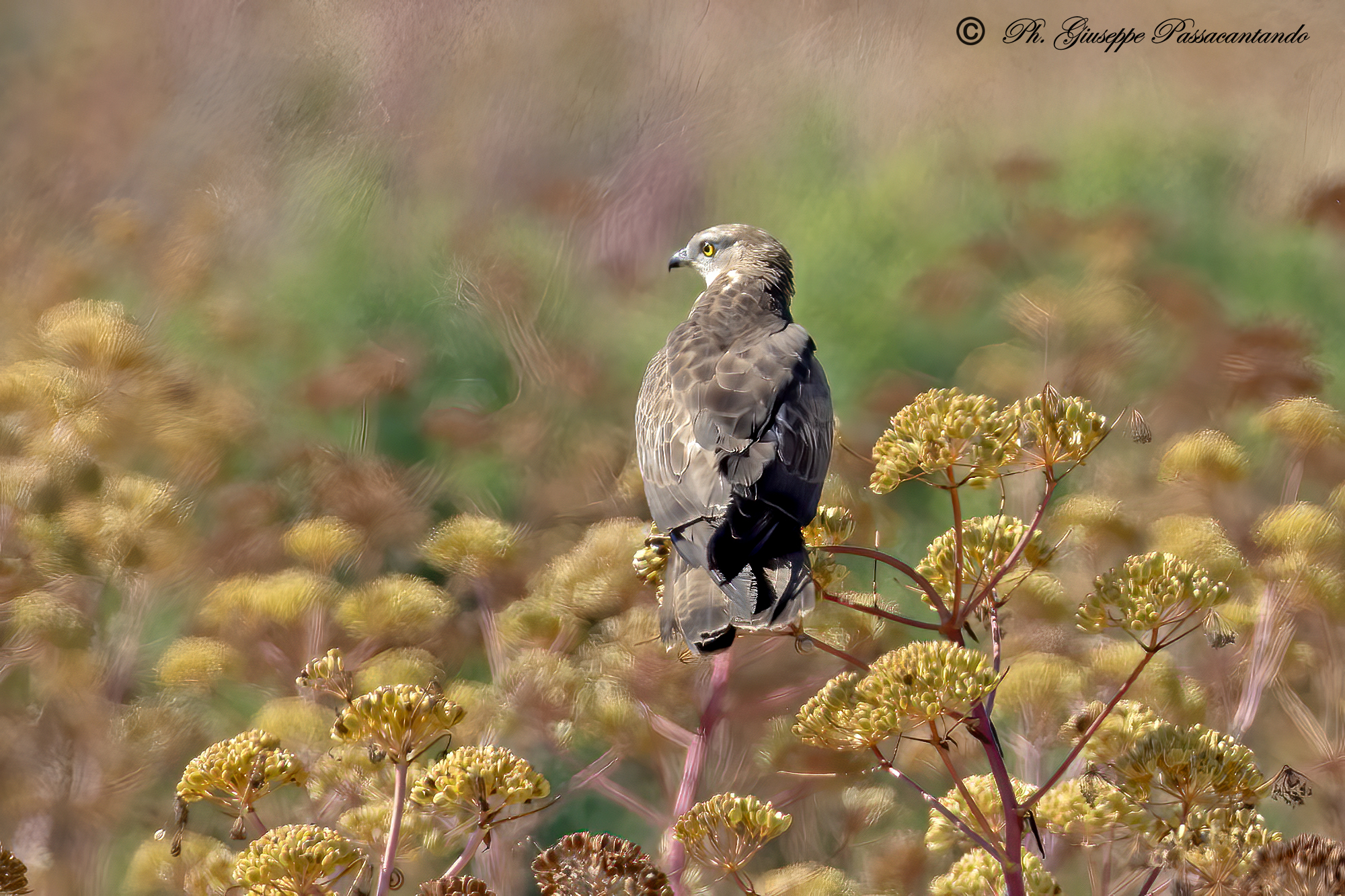 Honey Buzzard Set