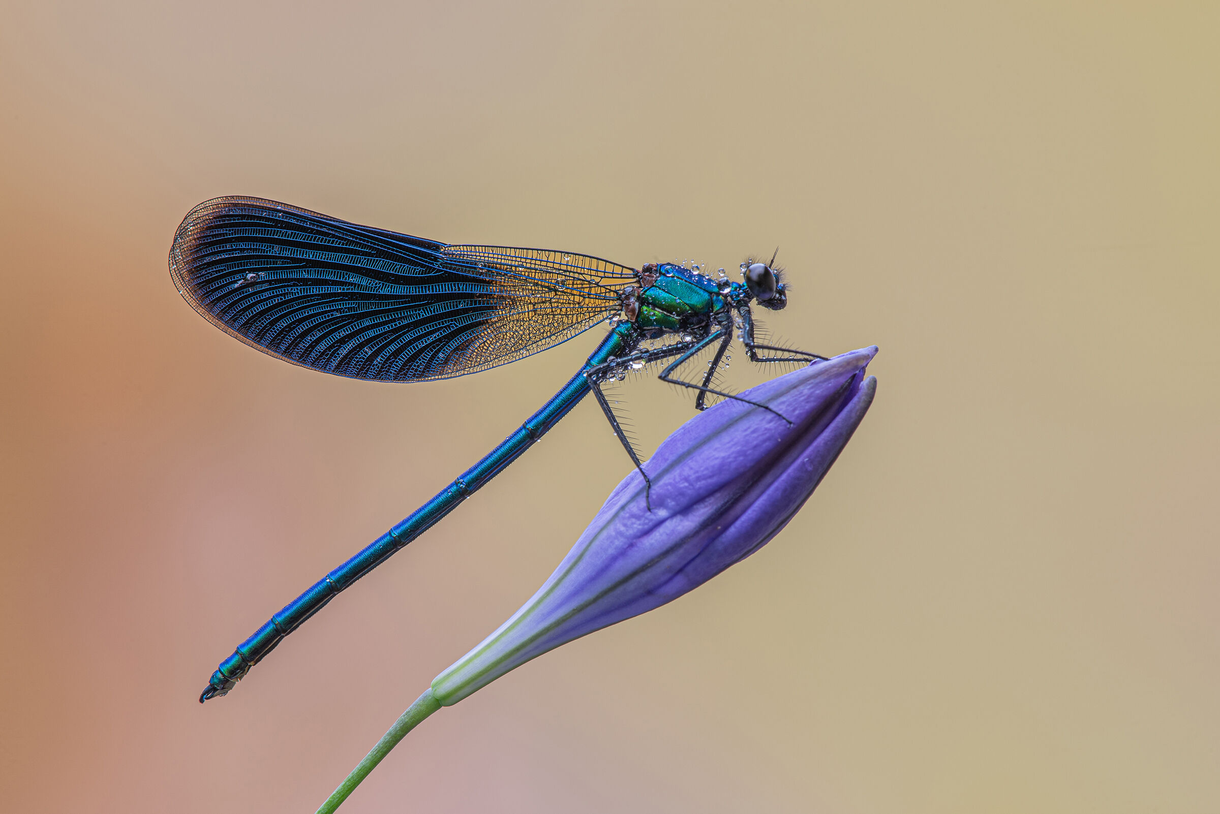 Calopteryx splendens