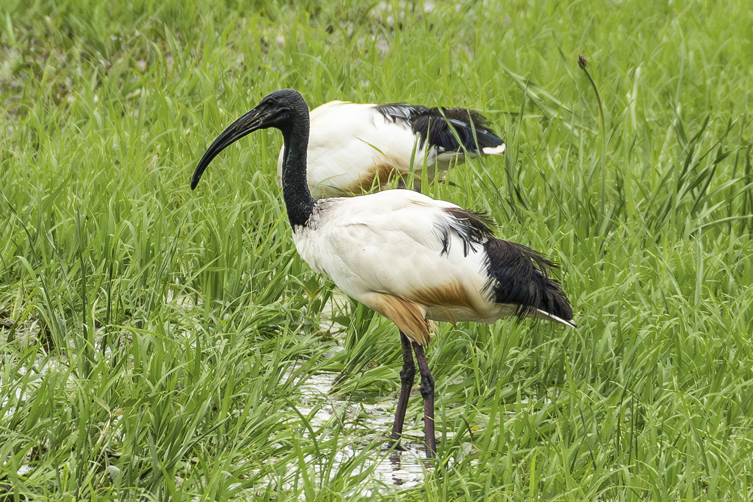 Sacred Ibis