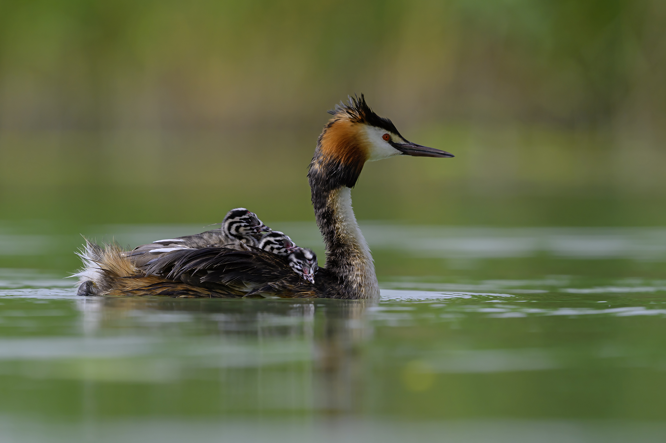 Felici sul dorso della madre...