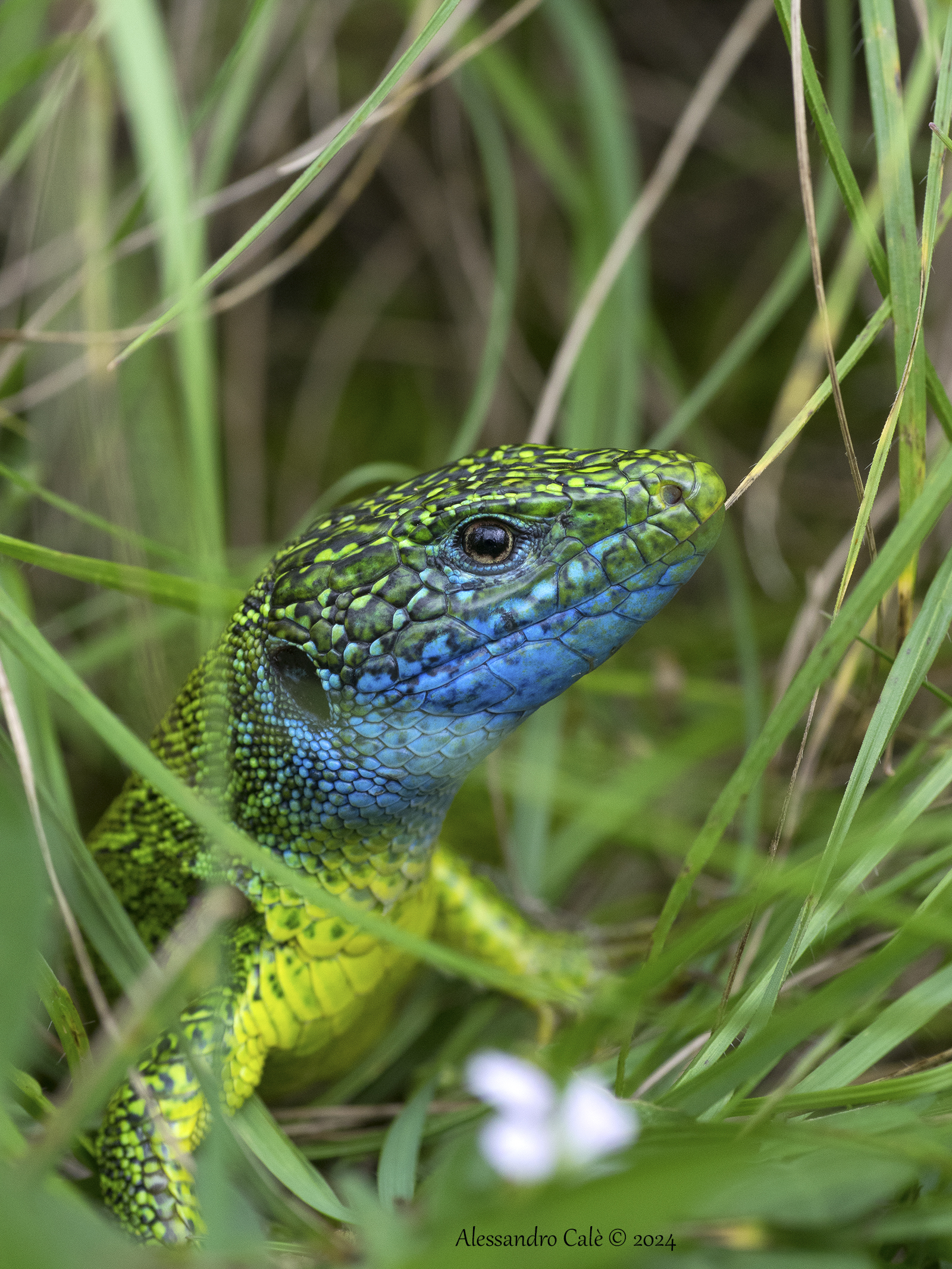 Lacerta viridis (Ramarro) 3179