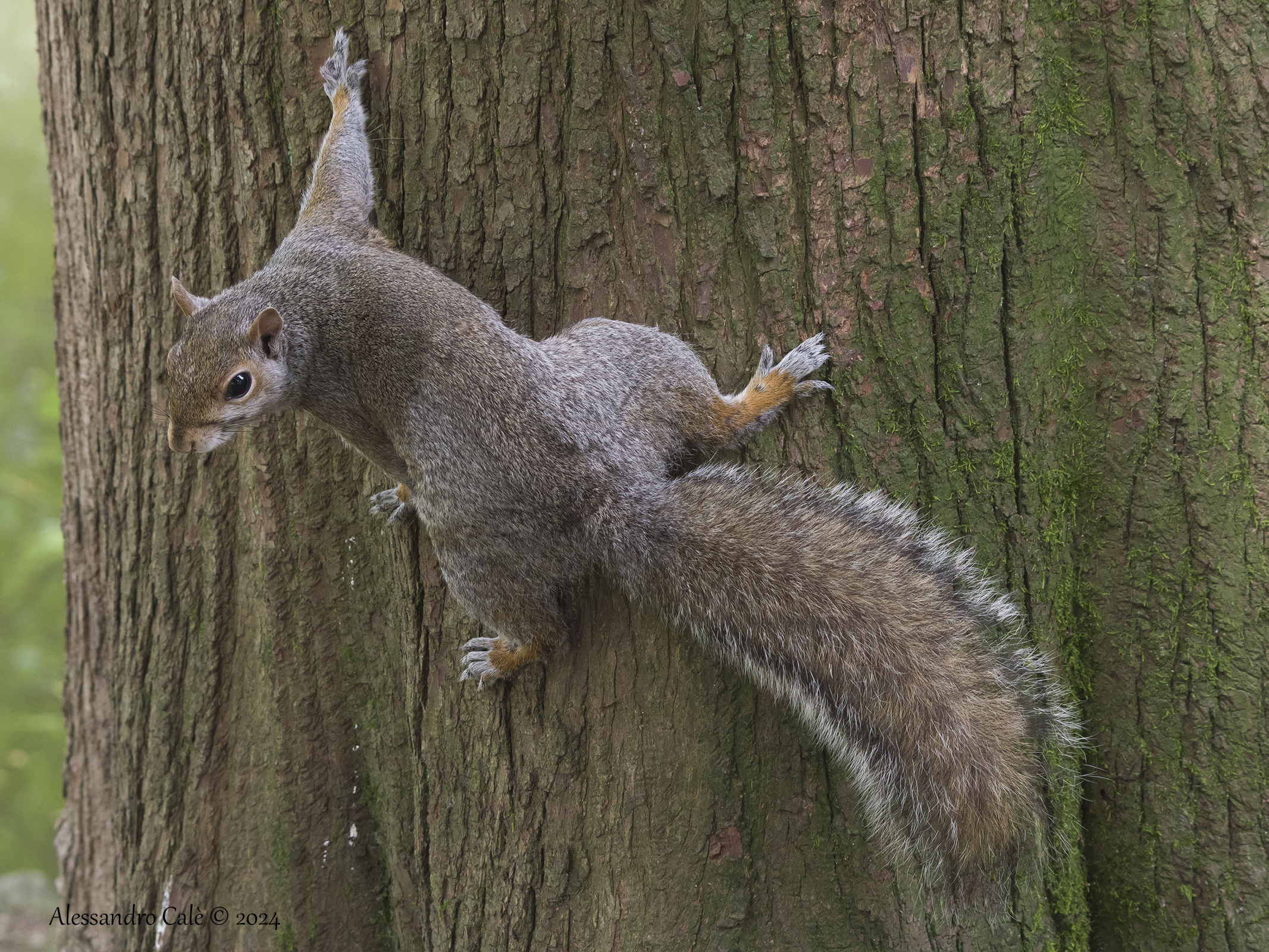 Sciuris carolinensis (Grey squirrel) 6956