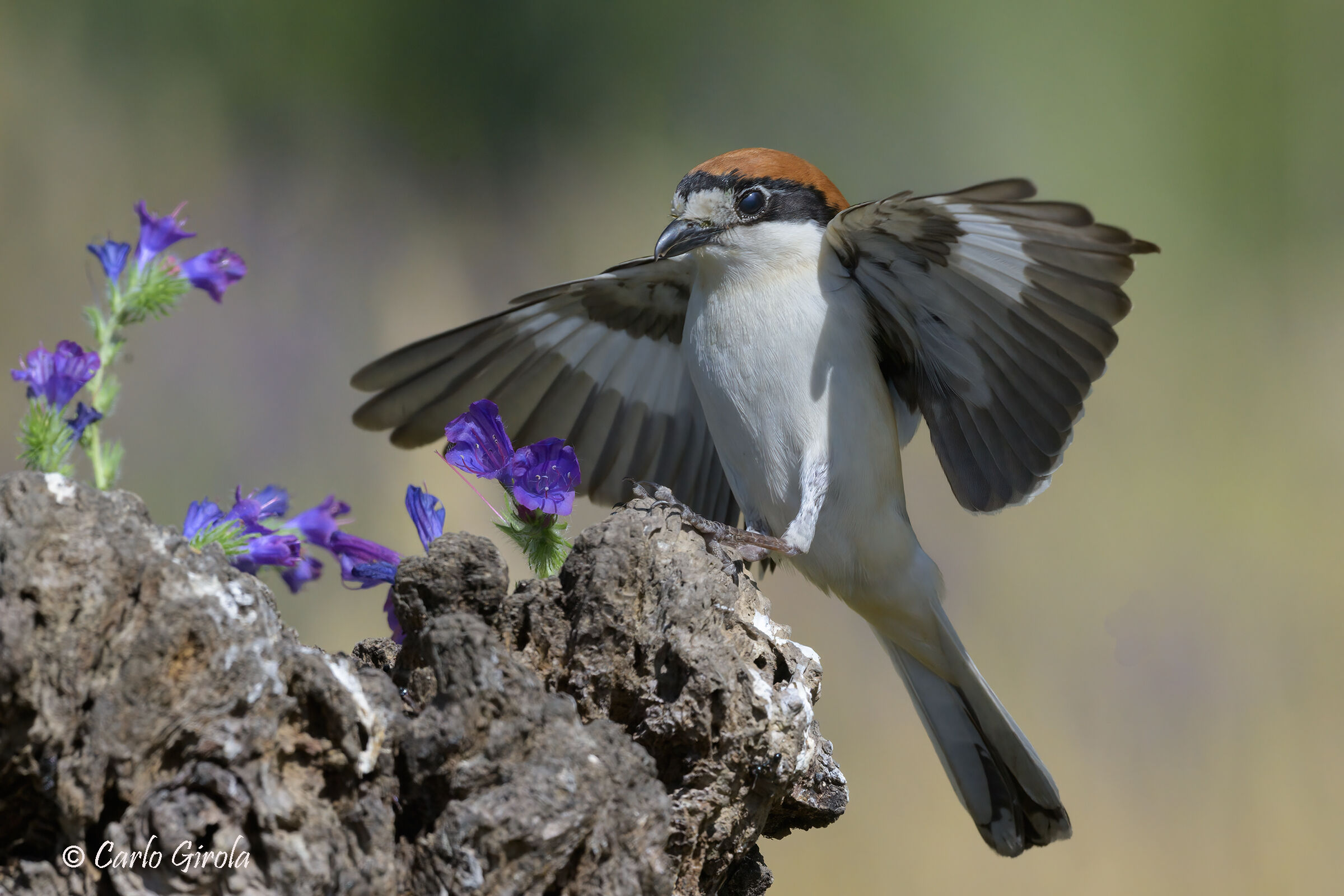 Red-headed Shrike (Lanius senator)