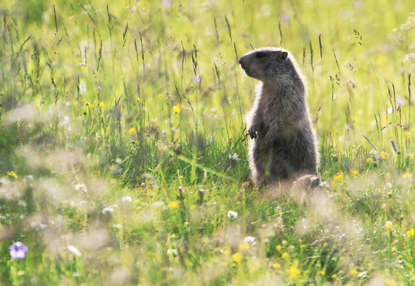 Marmot