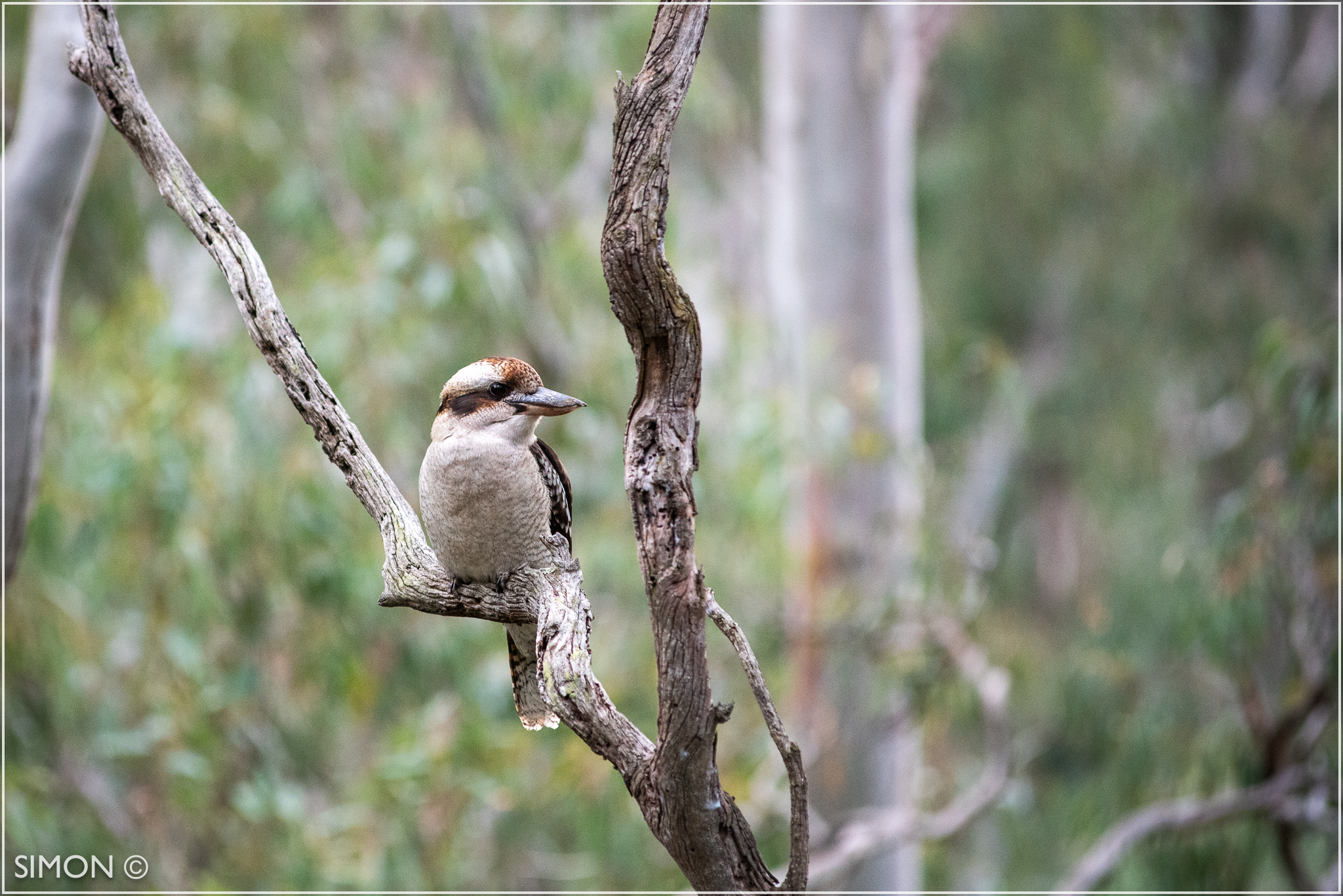 Kookaburra - Australian Classic