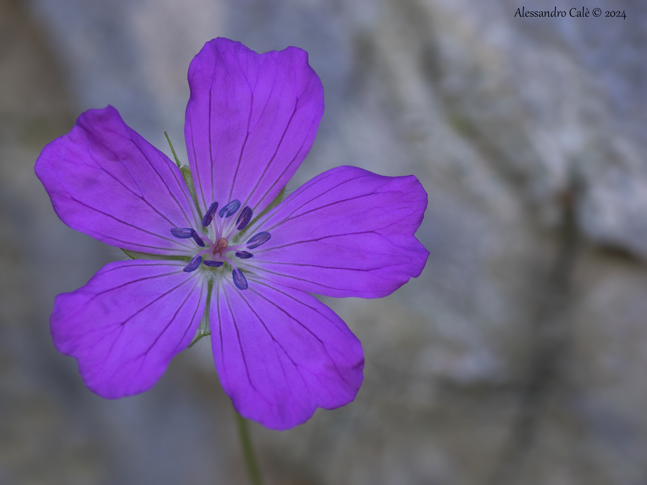 Geranium sylvaticum 3106