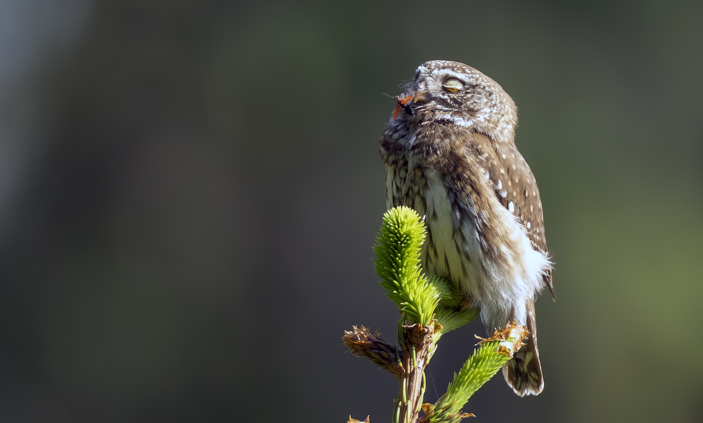 Dwarf owl with beetle