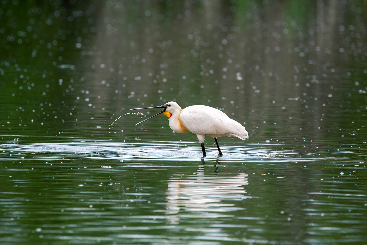 Spatola (Platalea leucorodia)