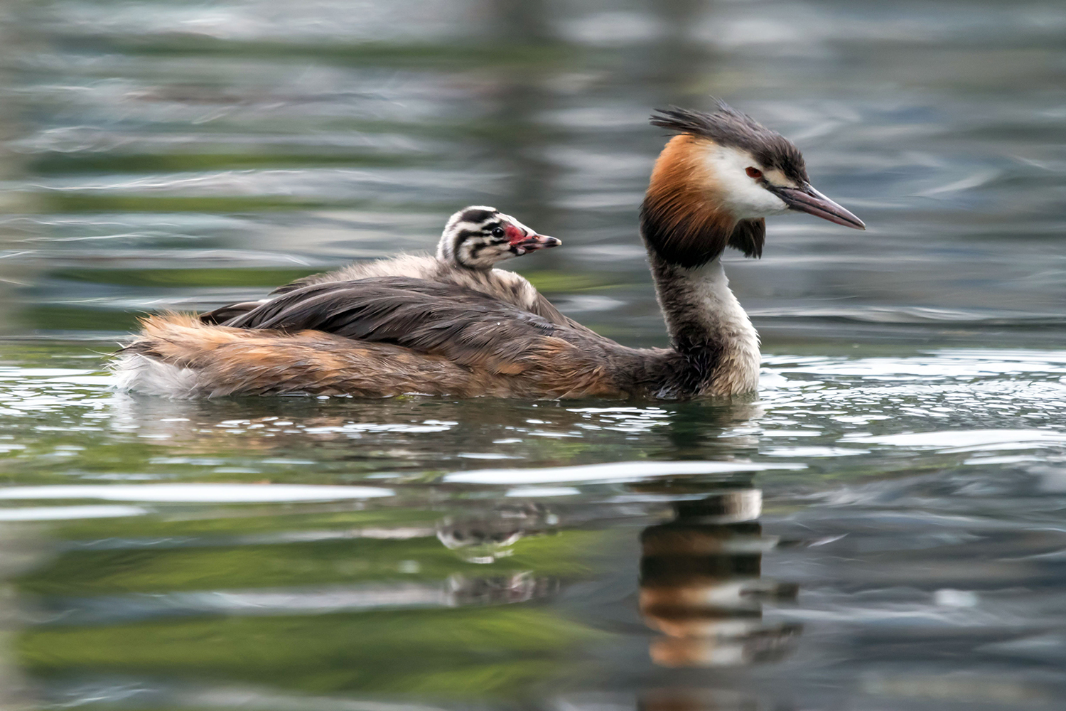 Svassi maggiori (Podiceps cristatus)