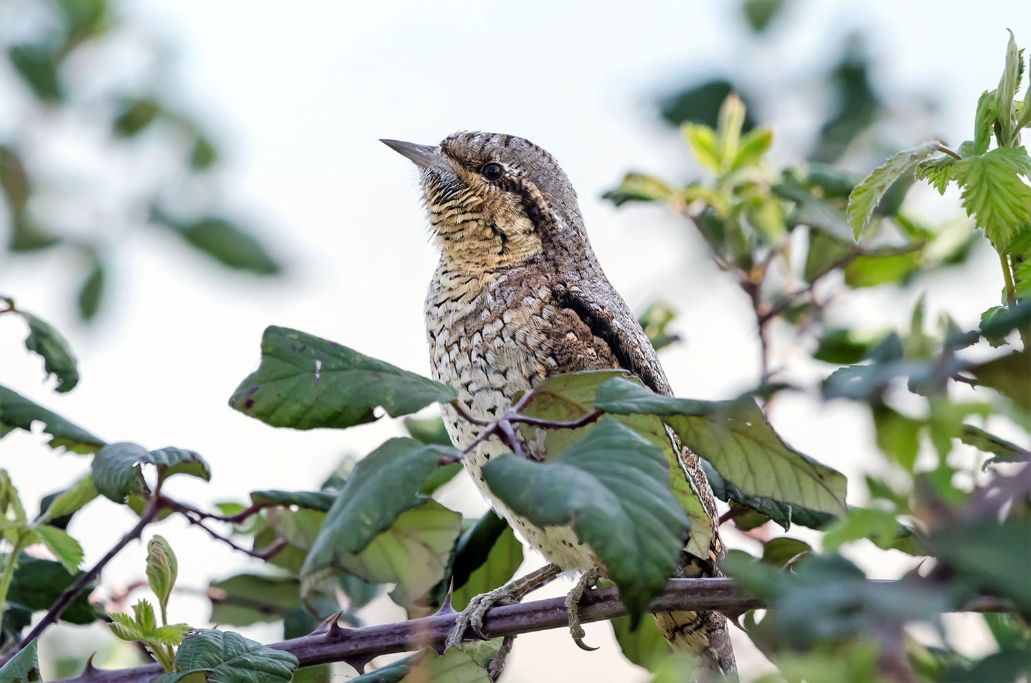 Torcicollo (Jynx torquilla)