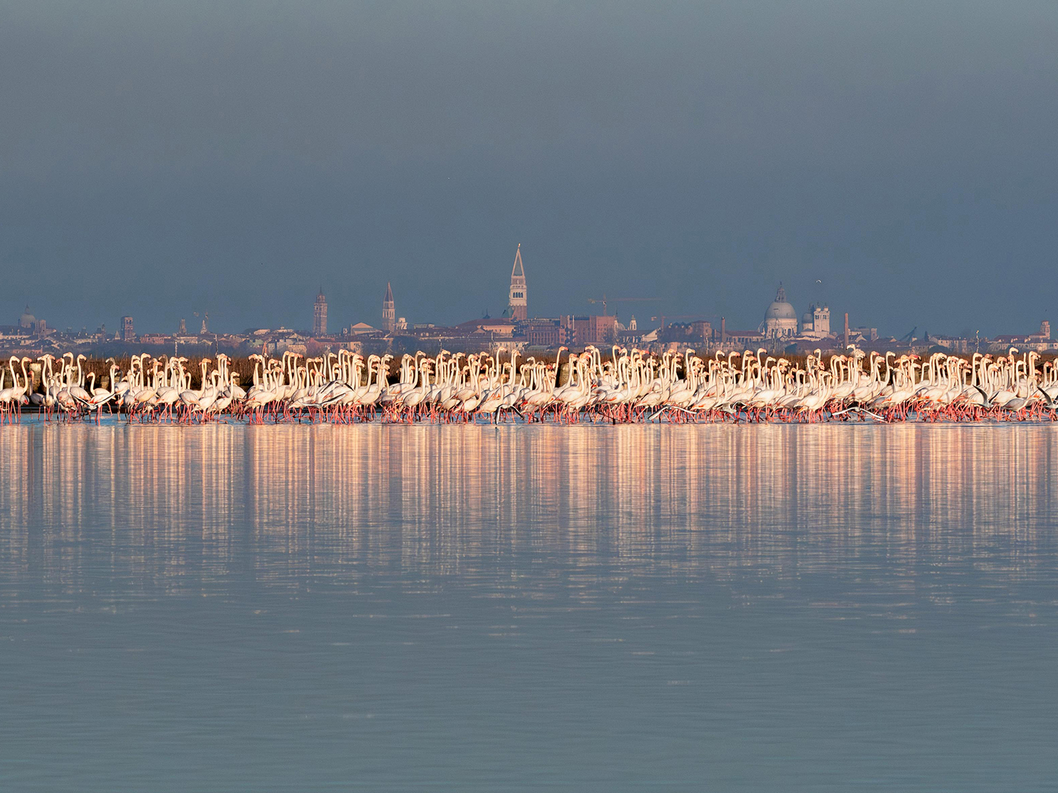 Fenicotteri e Venezia