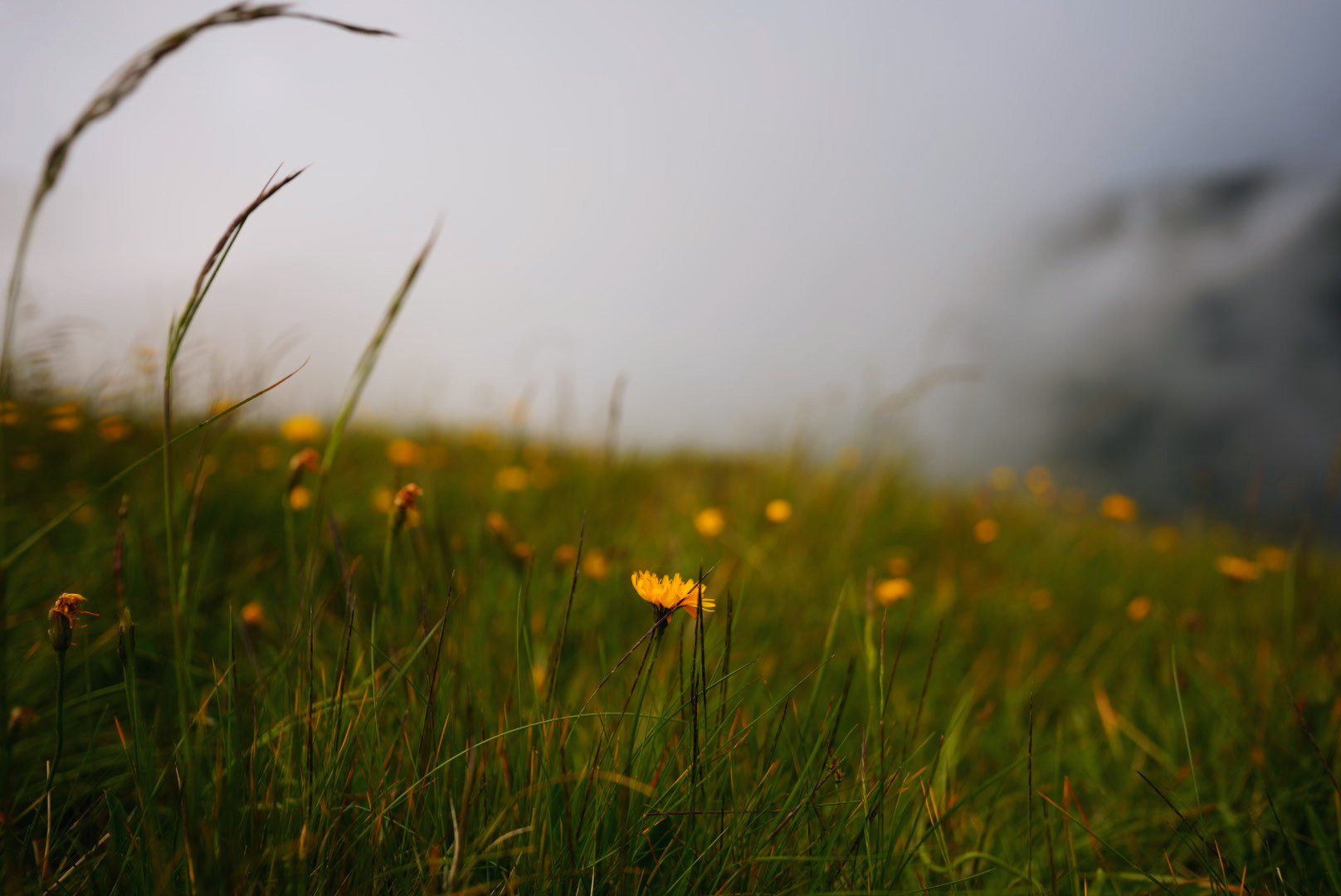 Colore nella nebbia