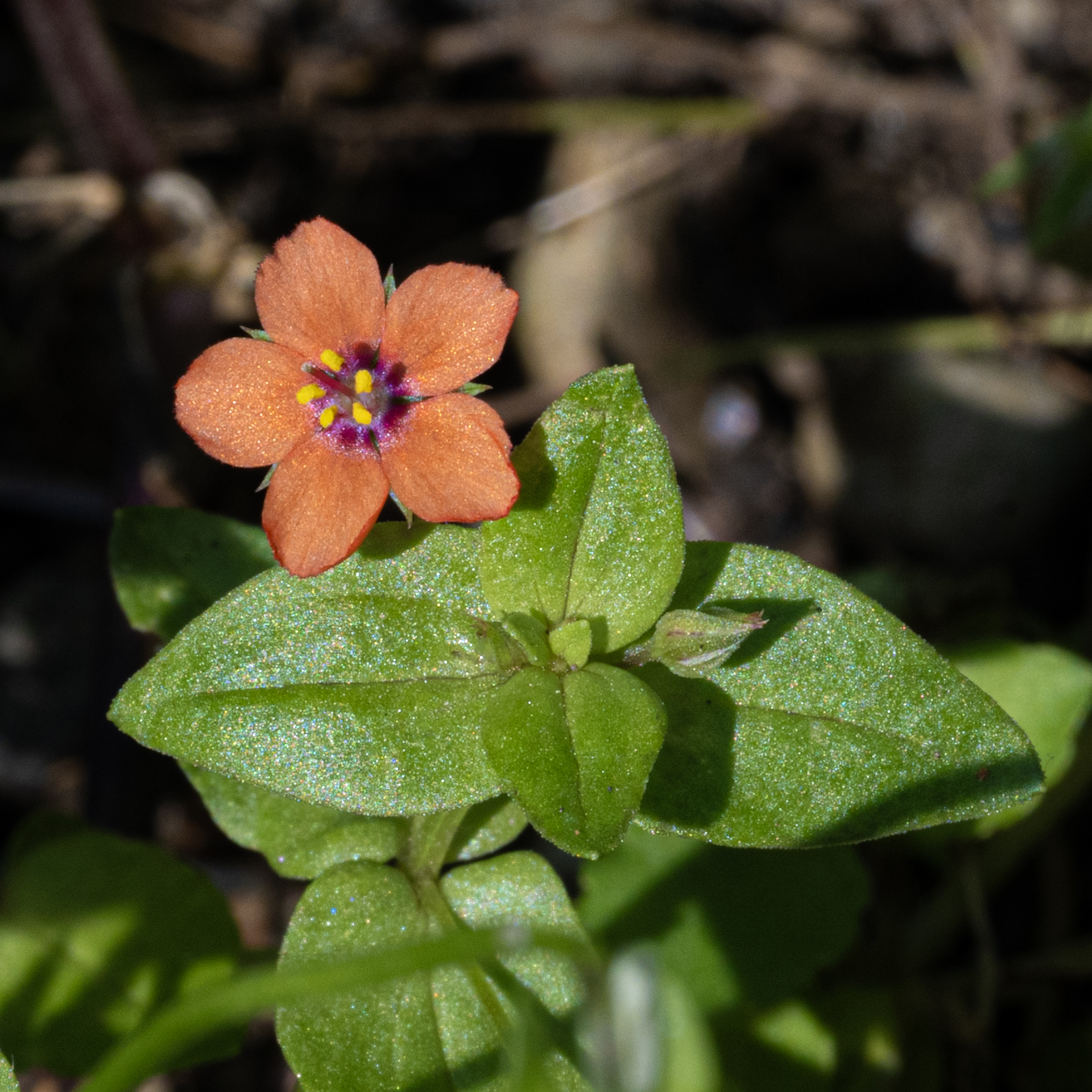 Lysimachia arvensis (mordigallina)