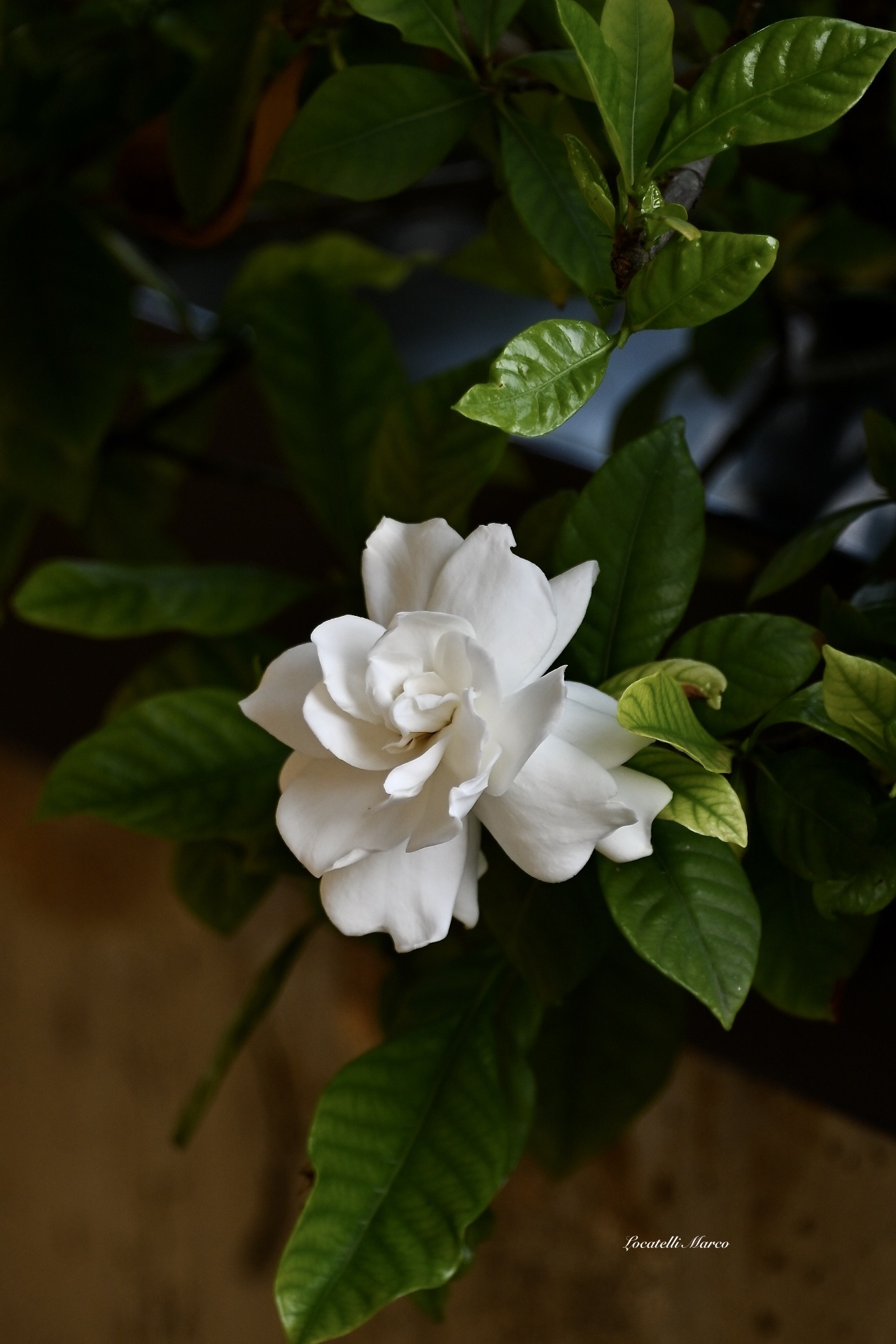 Gardenia