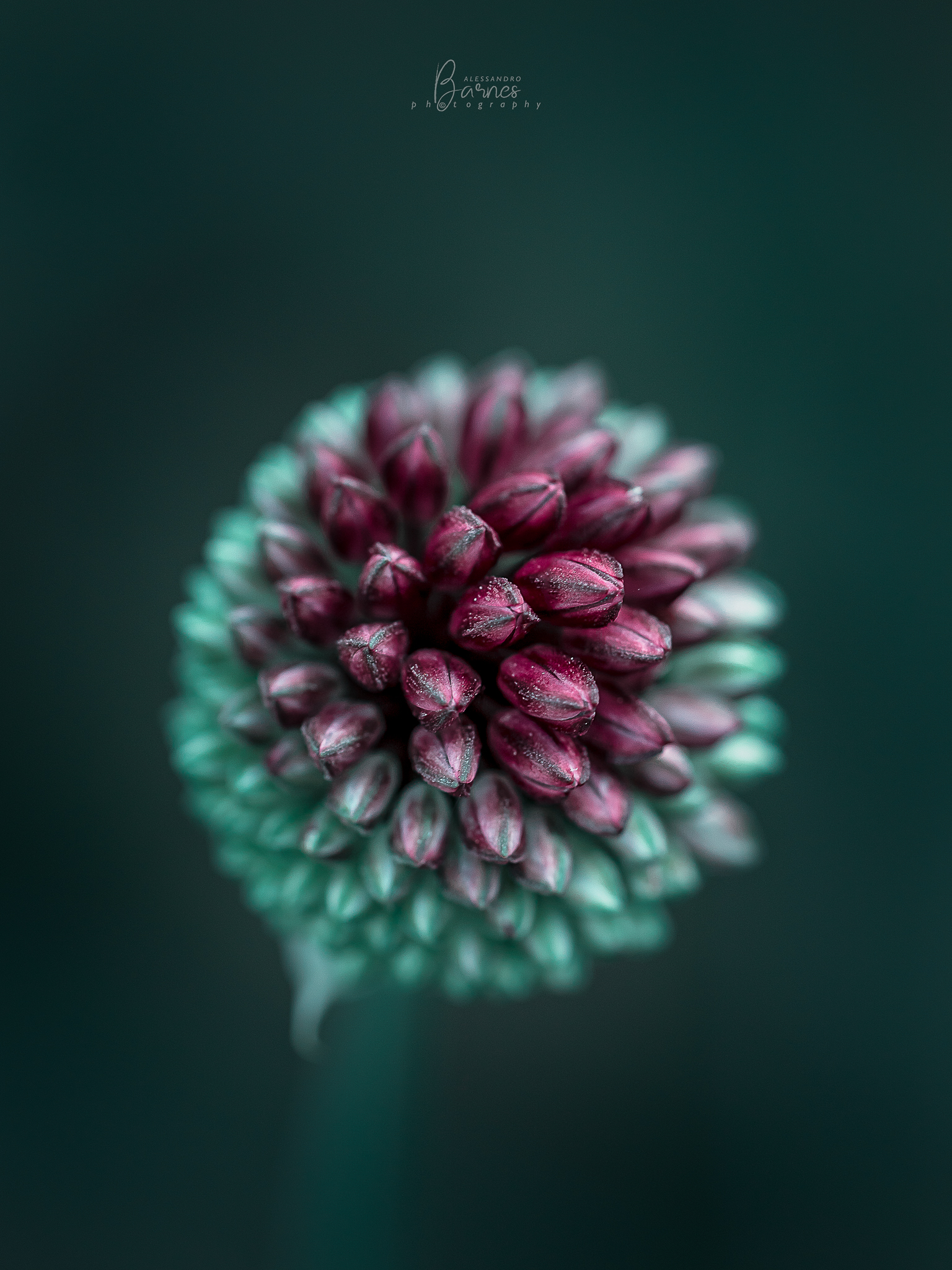 Allium