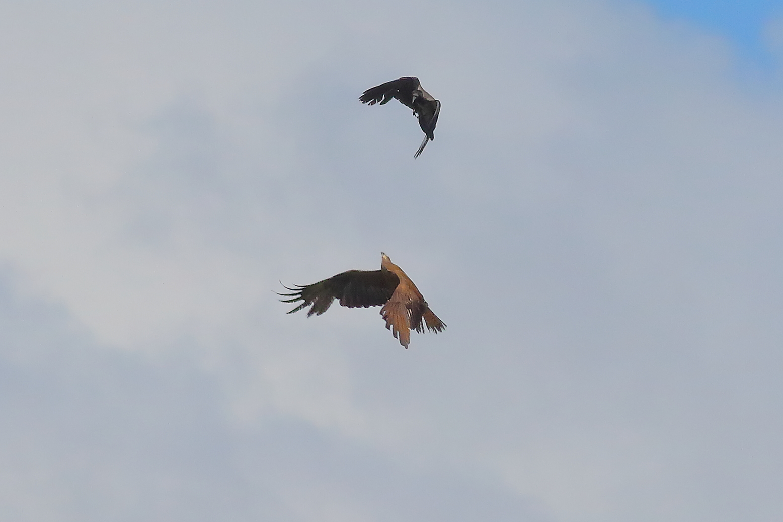 Black Kite 10-06-2024 - 9473