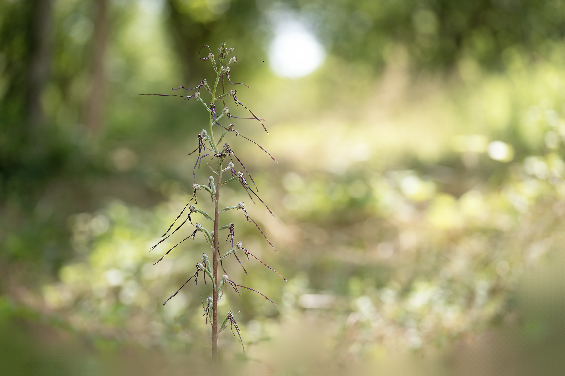 Himantoglossum adriaticum