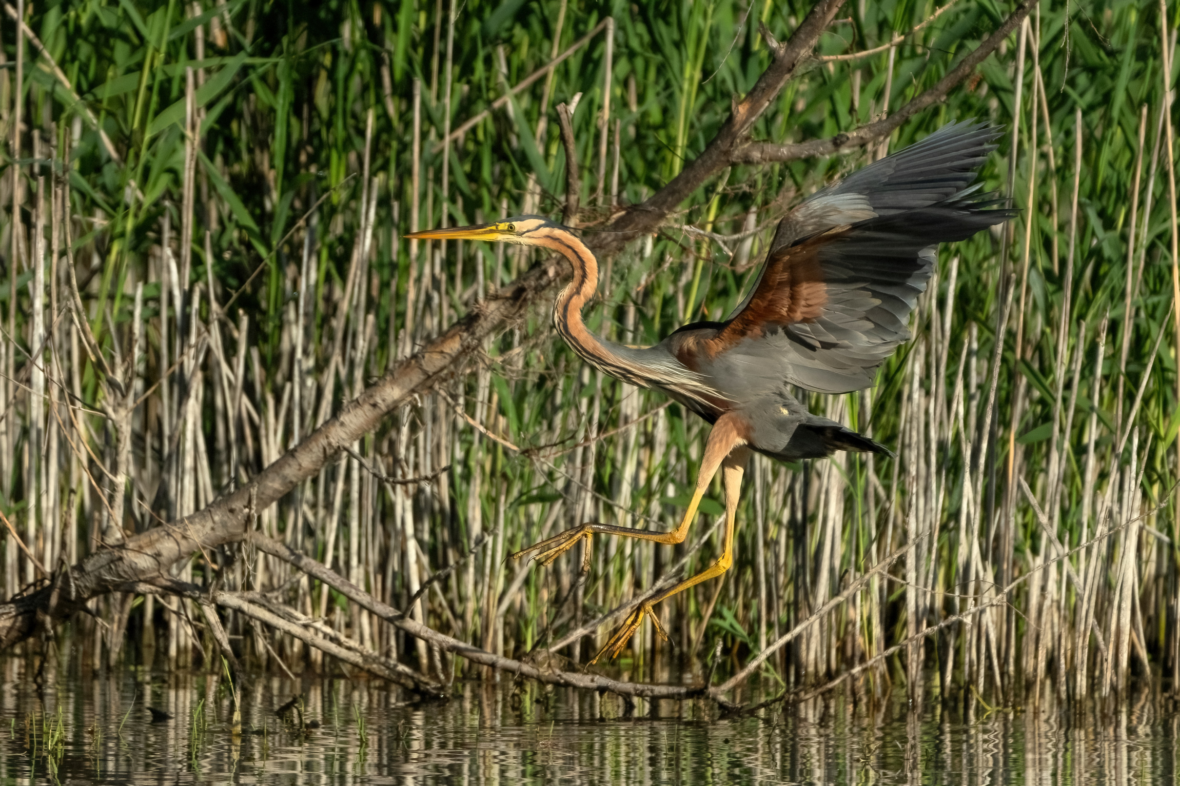 Airone rosso in atterraggio