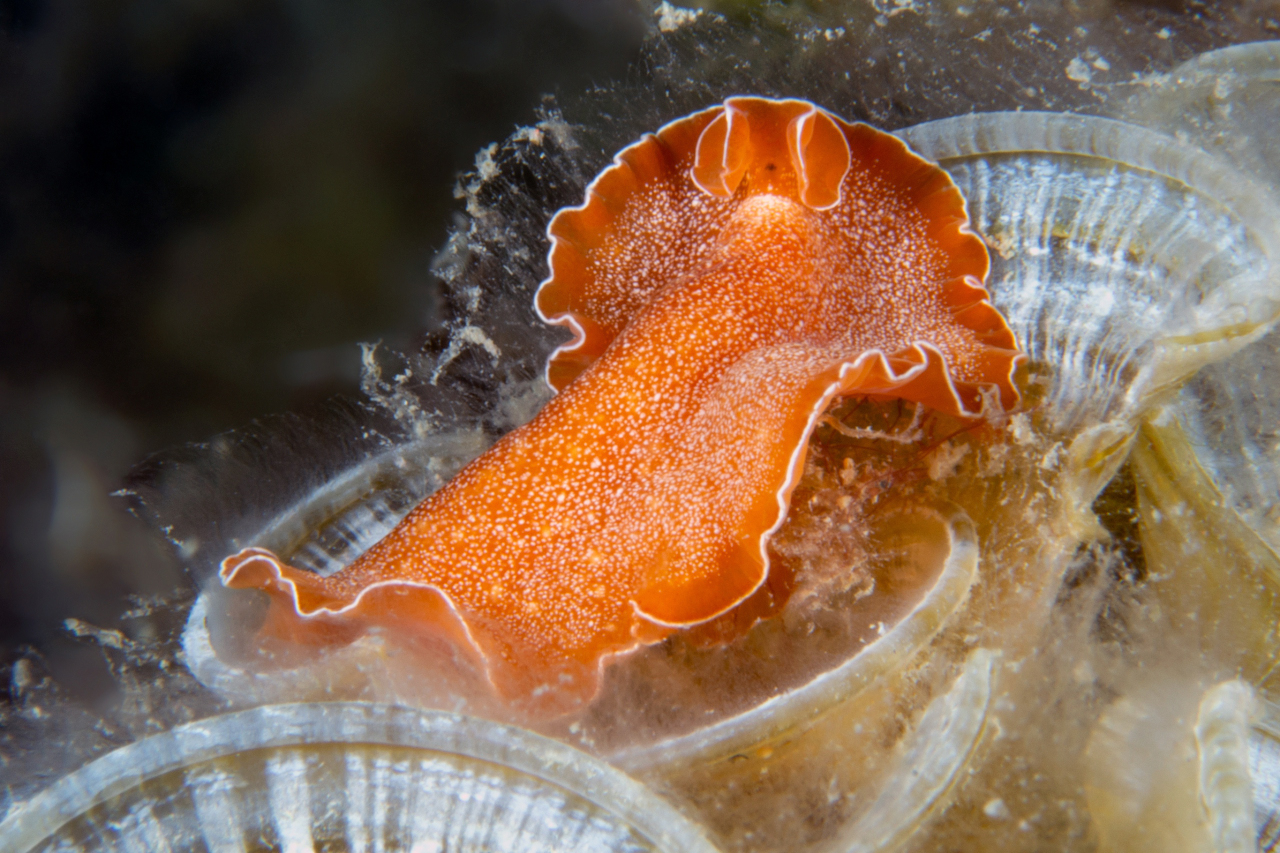Platelmite