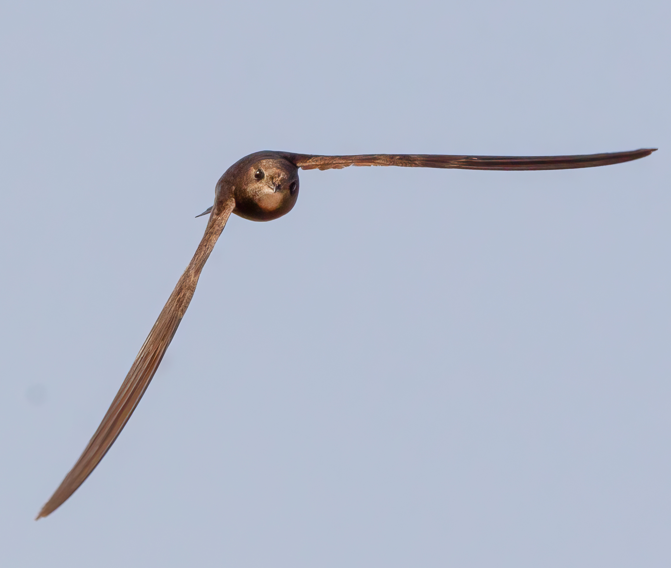 Face-to-Face (Pale Swift)