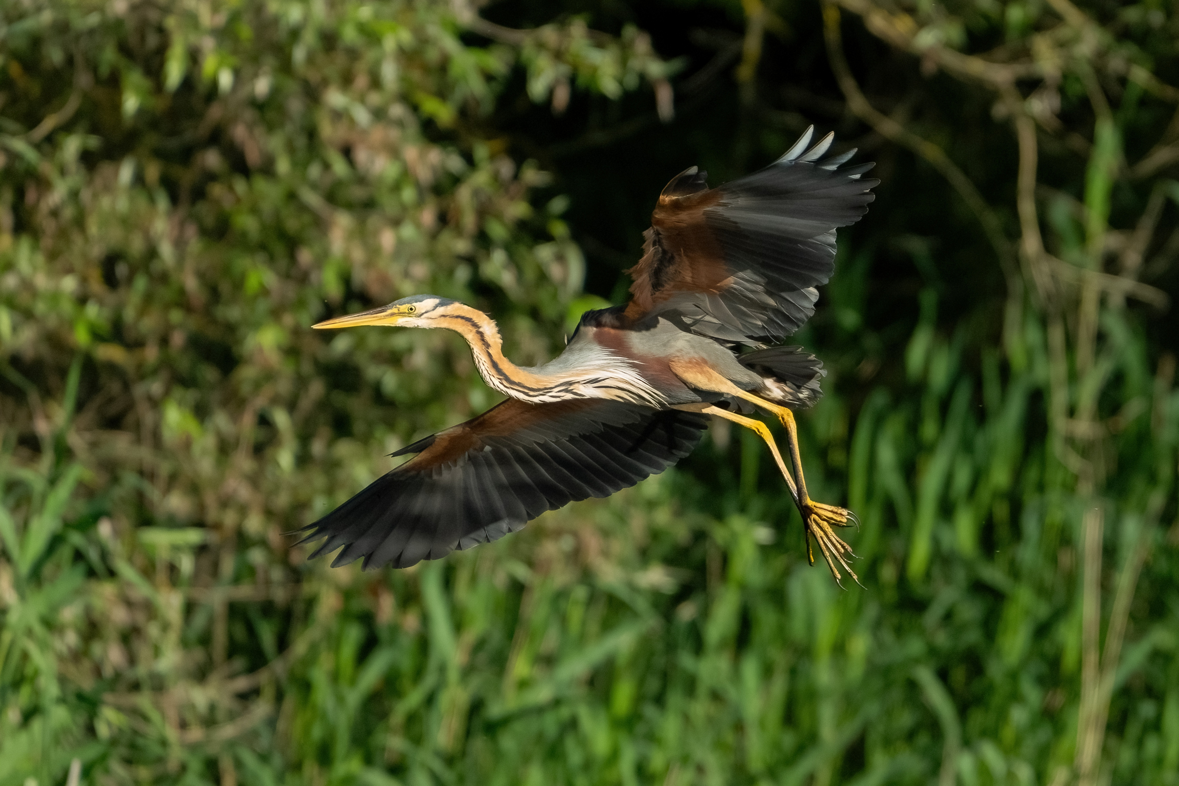 Airone rosso (Ardea purpurea)
