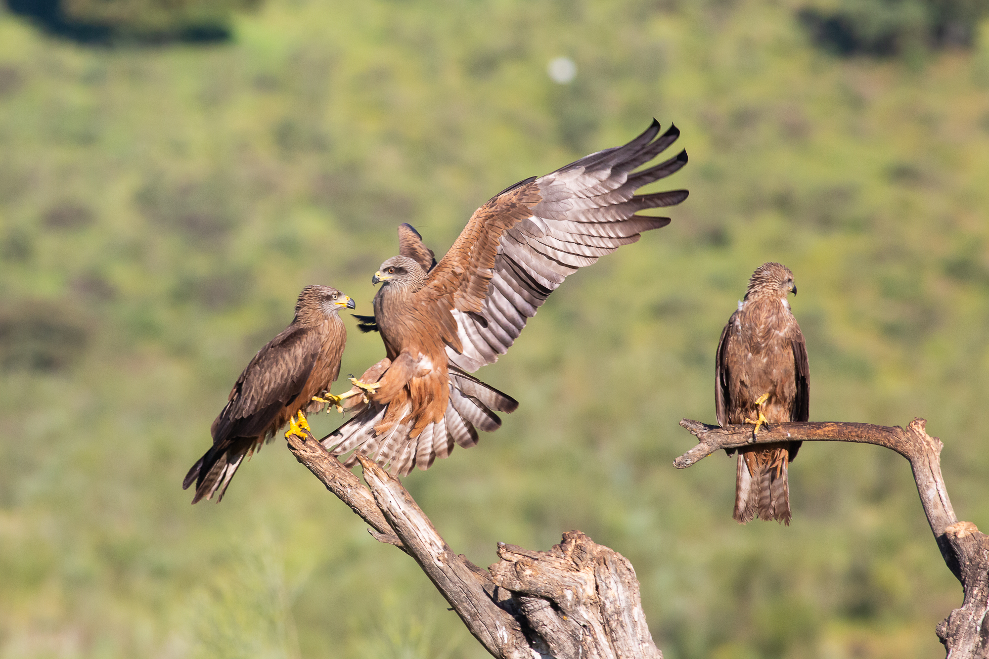Chi ti ha dato la patente?